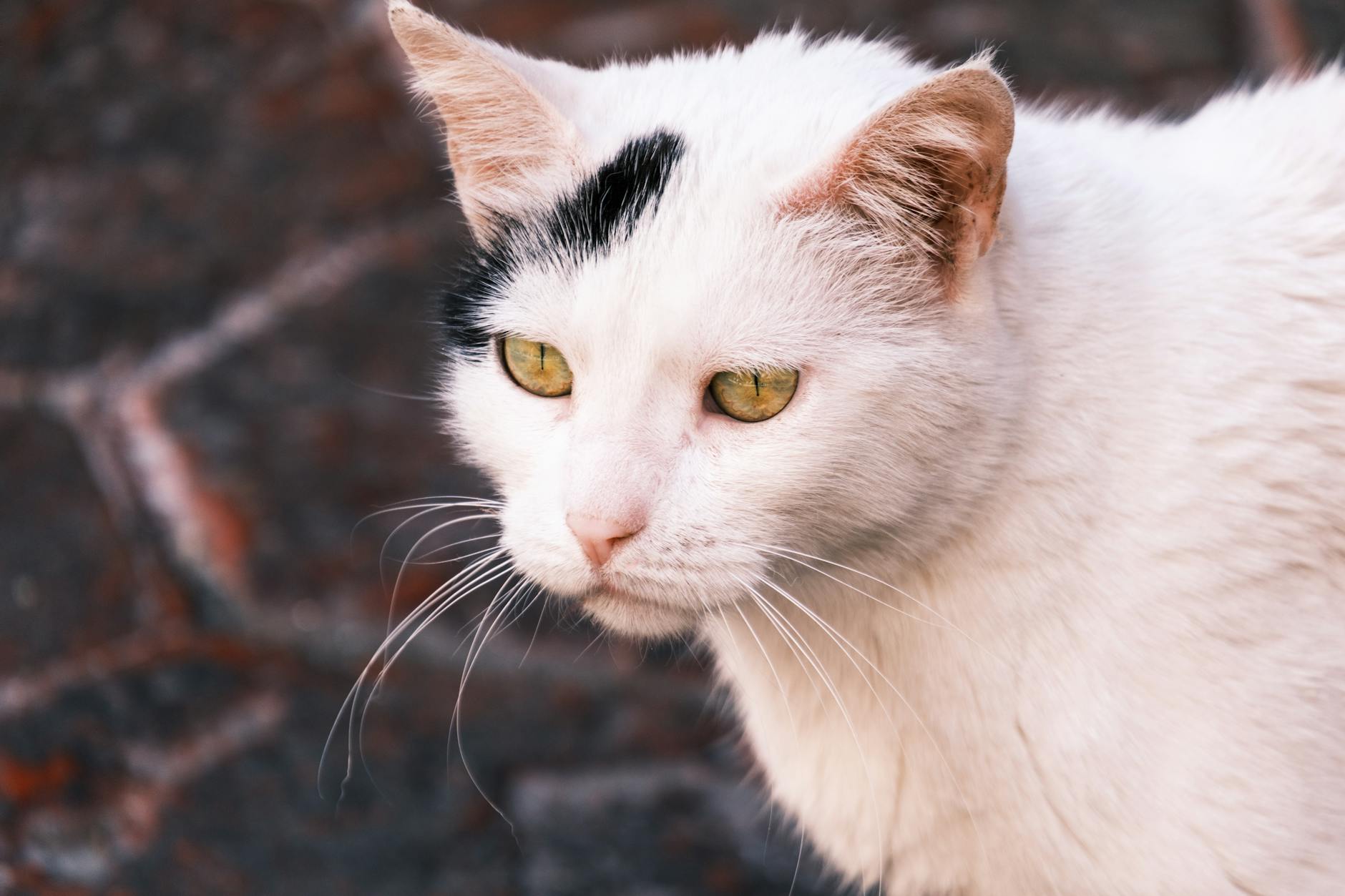 Portrait of a cat at a veterinary clinic