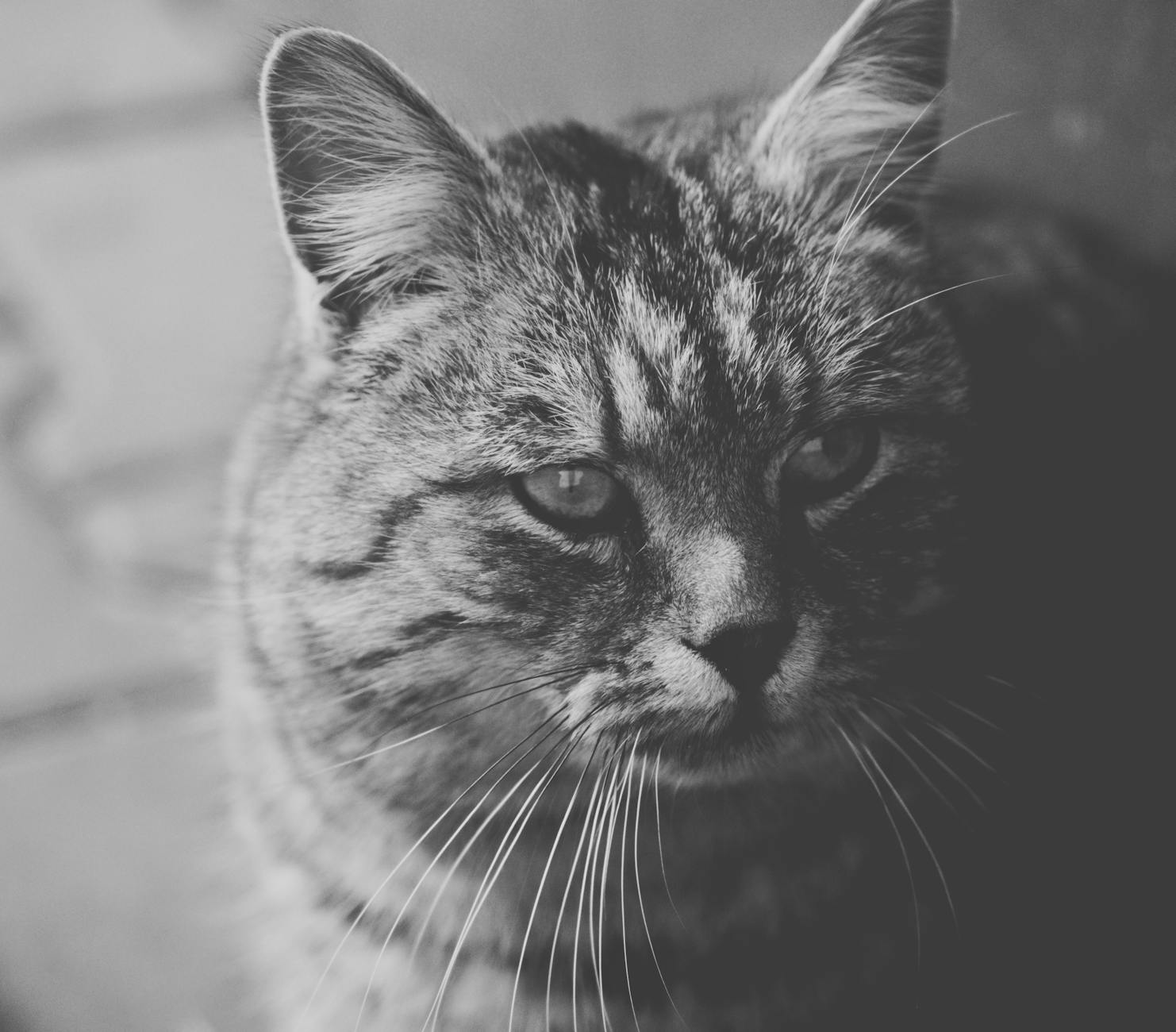 A cat undergoing diagnostic blood testing at a veterinary clinic