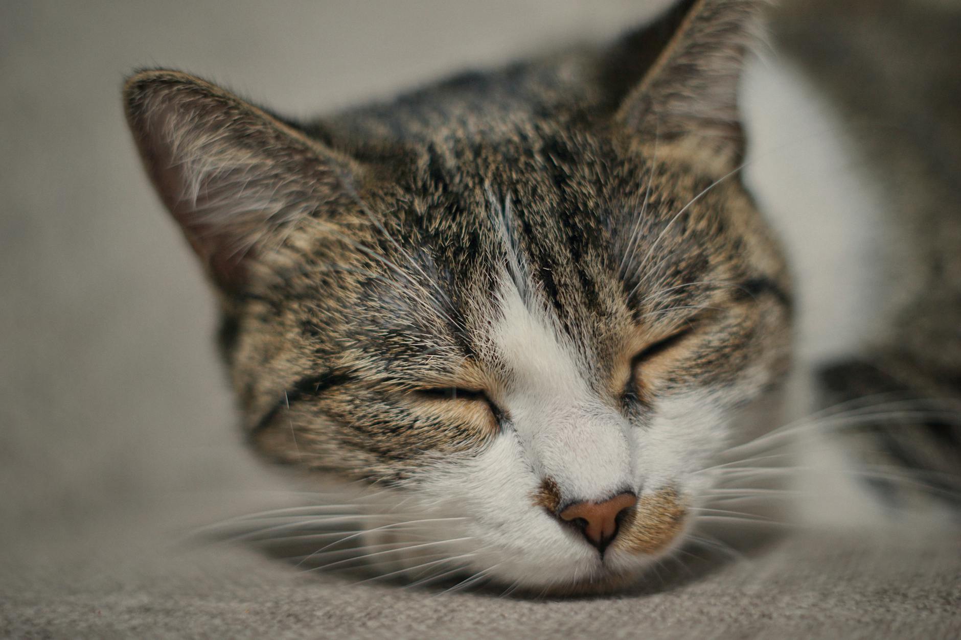 Healthcare and wellness consultation for a cat
