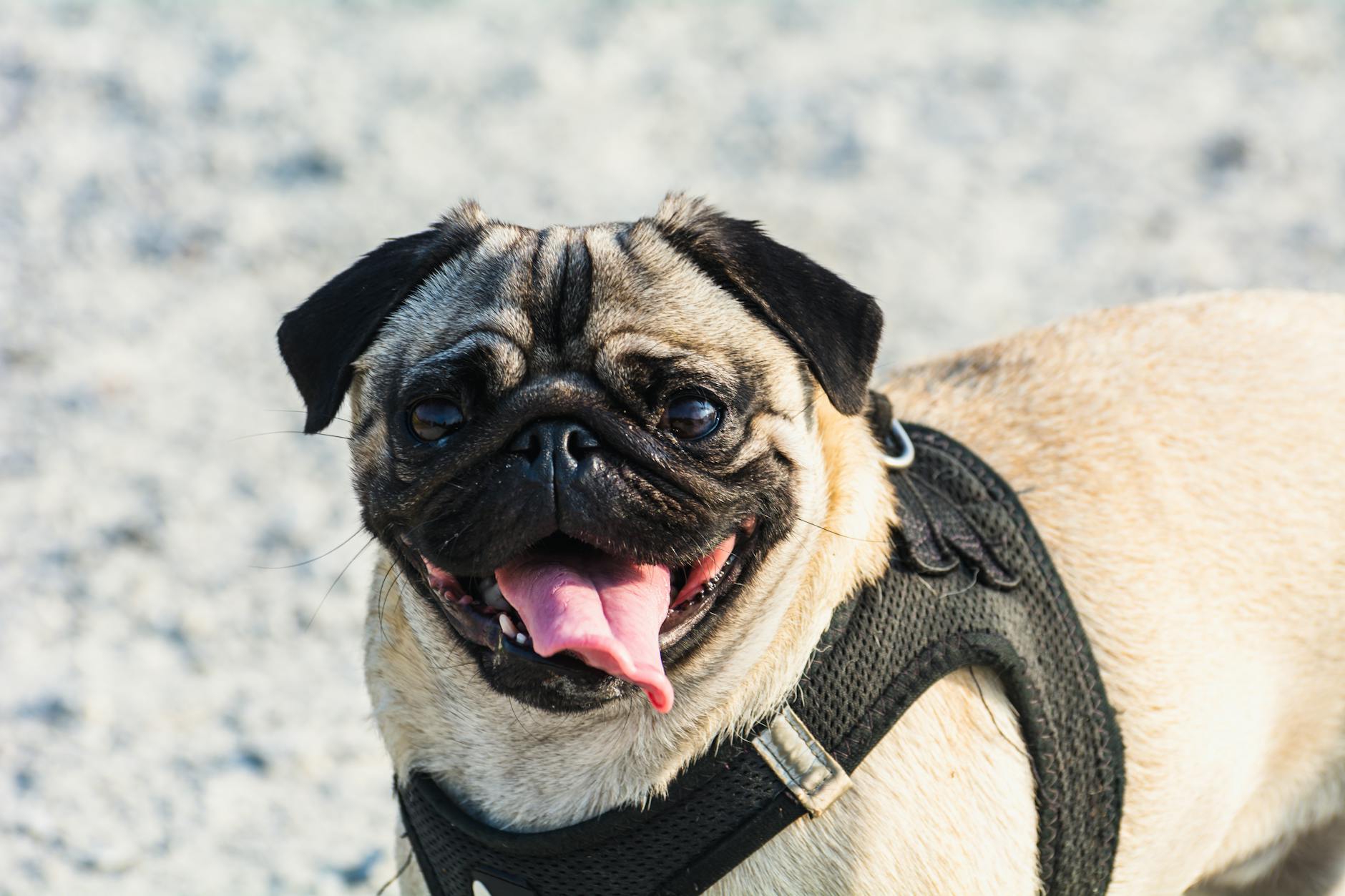 Veterinary care for a dog