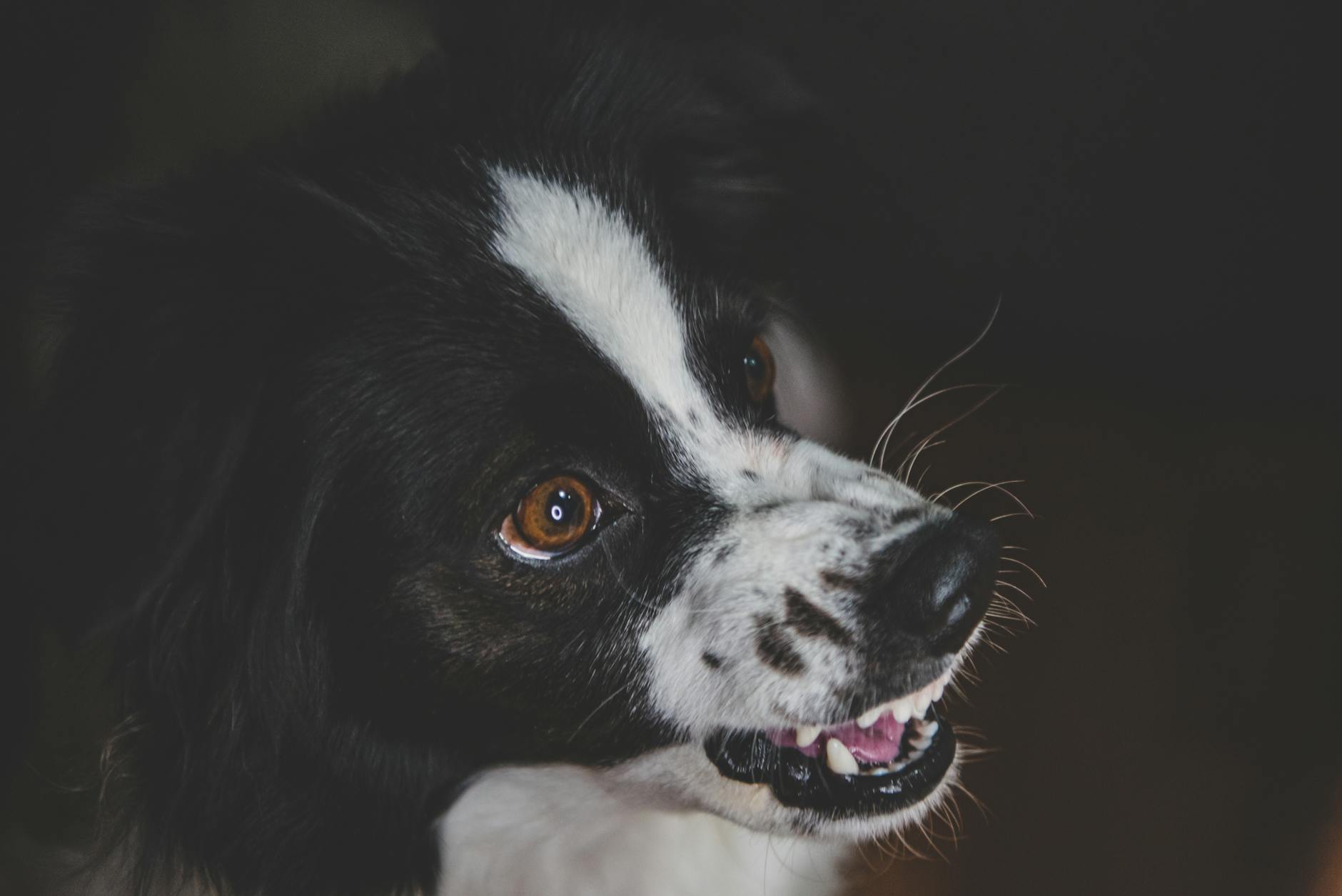 Portrait of a dog at a veterinary clinic