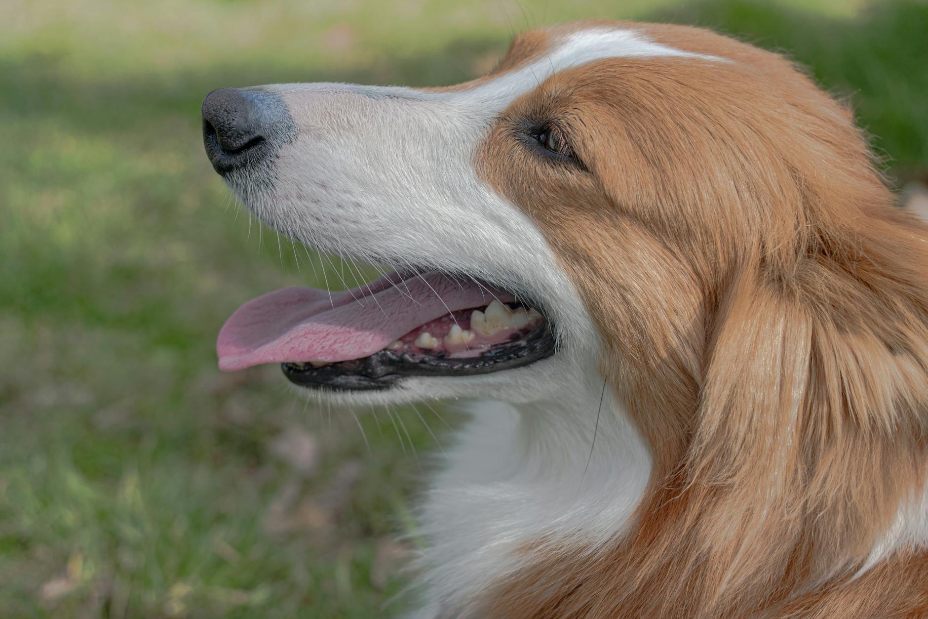 Healthcare and wellness consultation for a dog