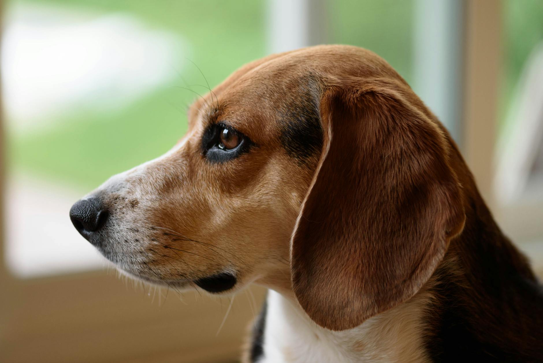 Veterinary care for a dog