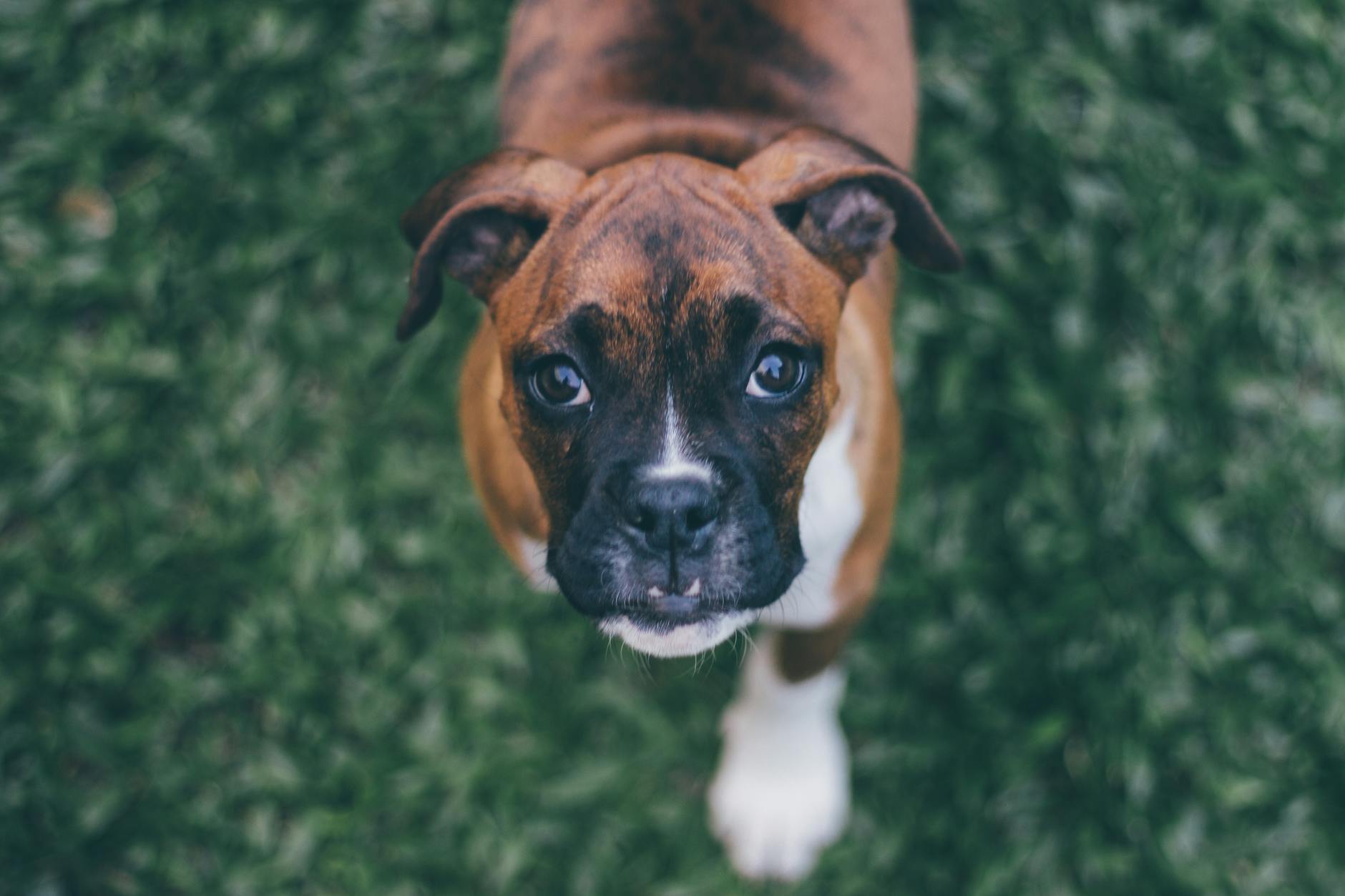 Portrait of a dog at a veterinary clinic