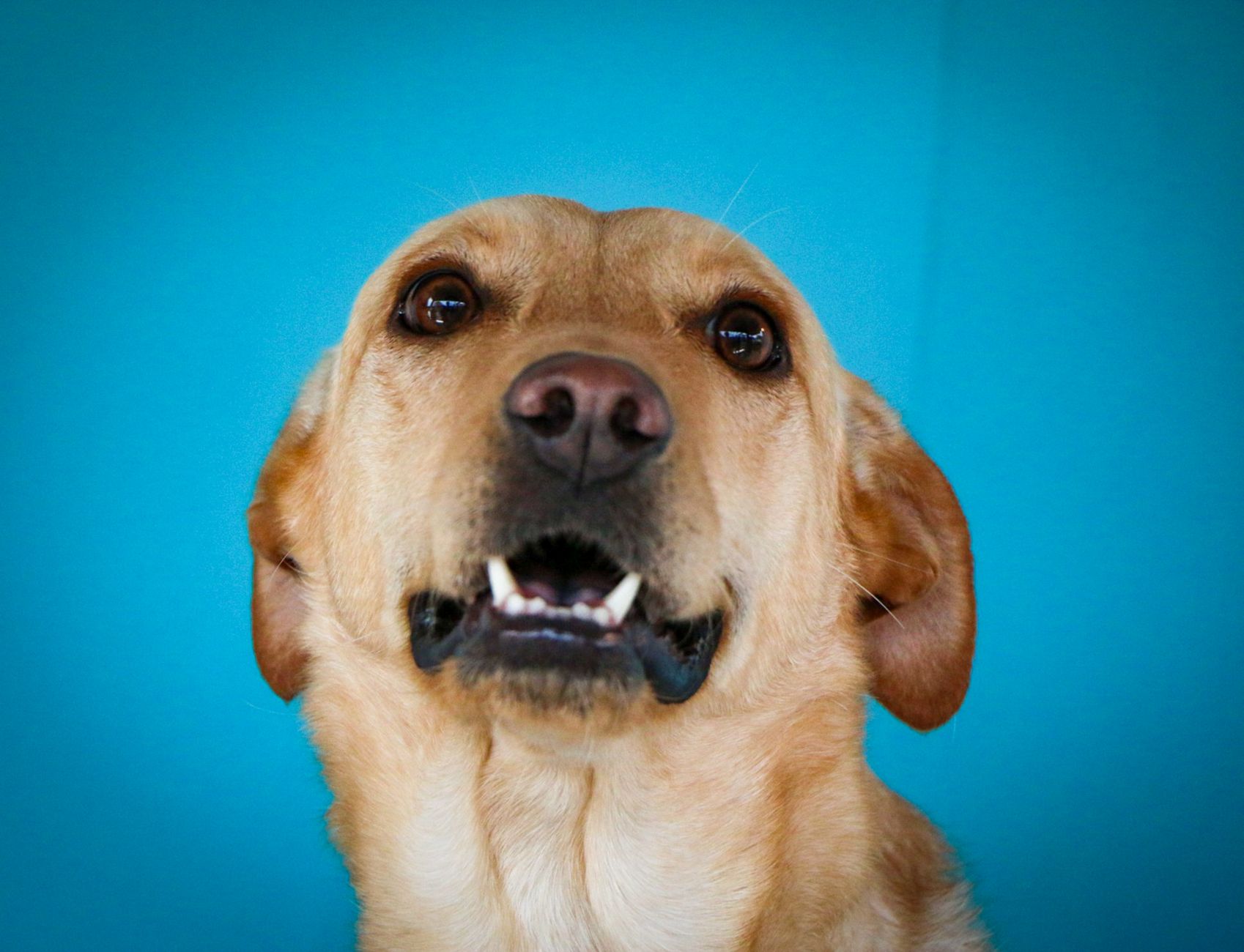 A dog undergoing diagnostic blood testing at a veterinary clinic