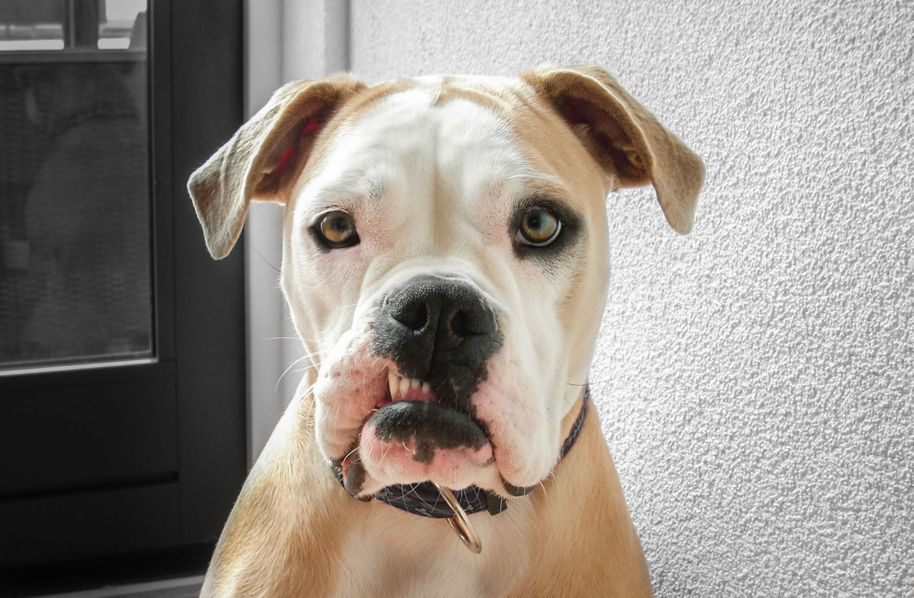 Healthcare and wellness consultation for a dog
