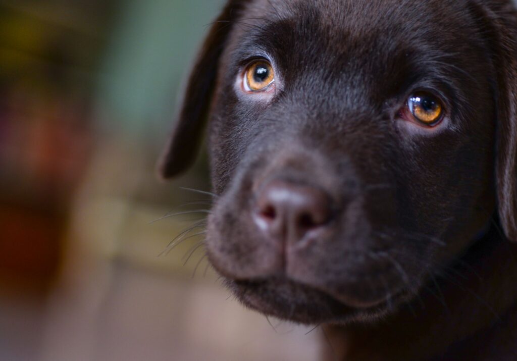dog veterinary