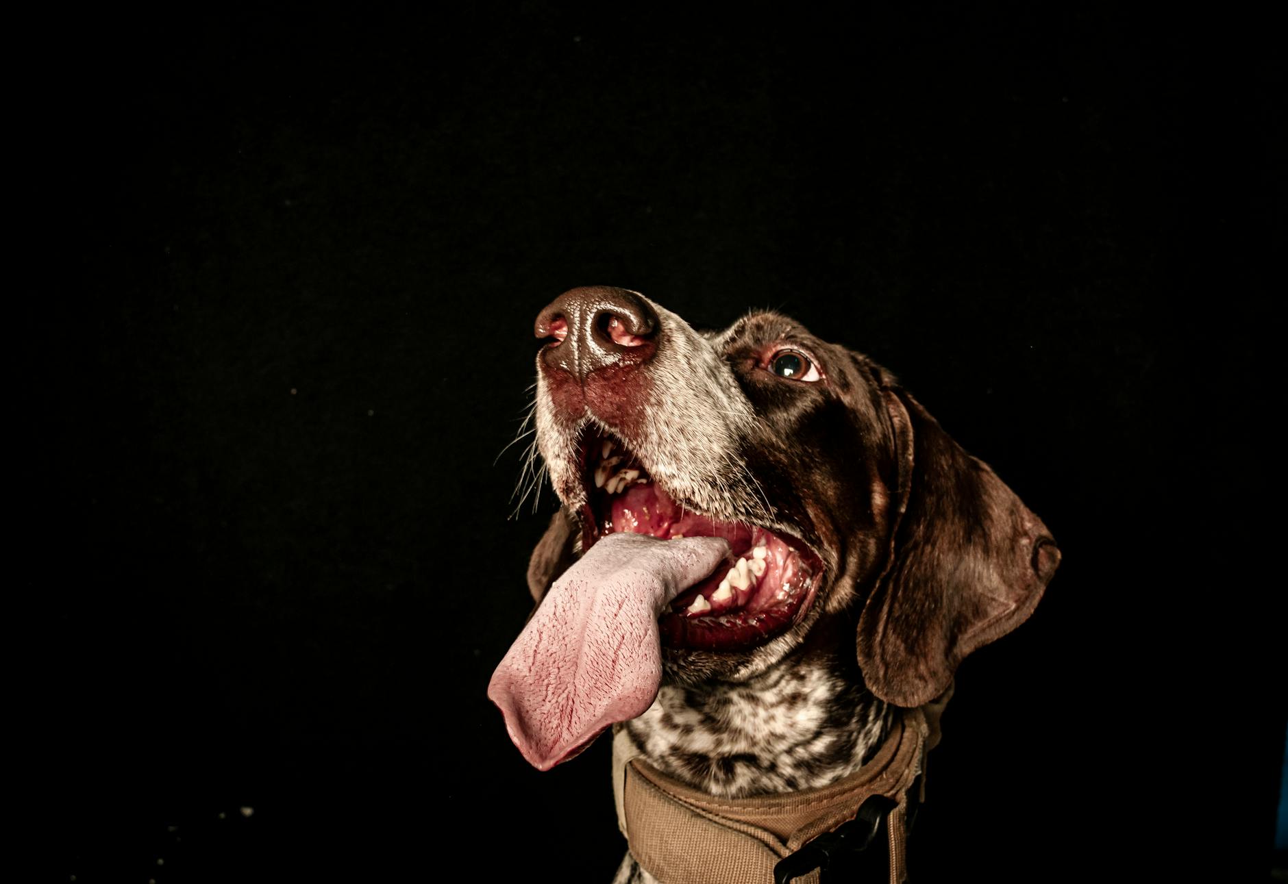 Veterinarian examining a dog during a checkup