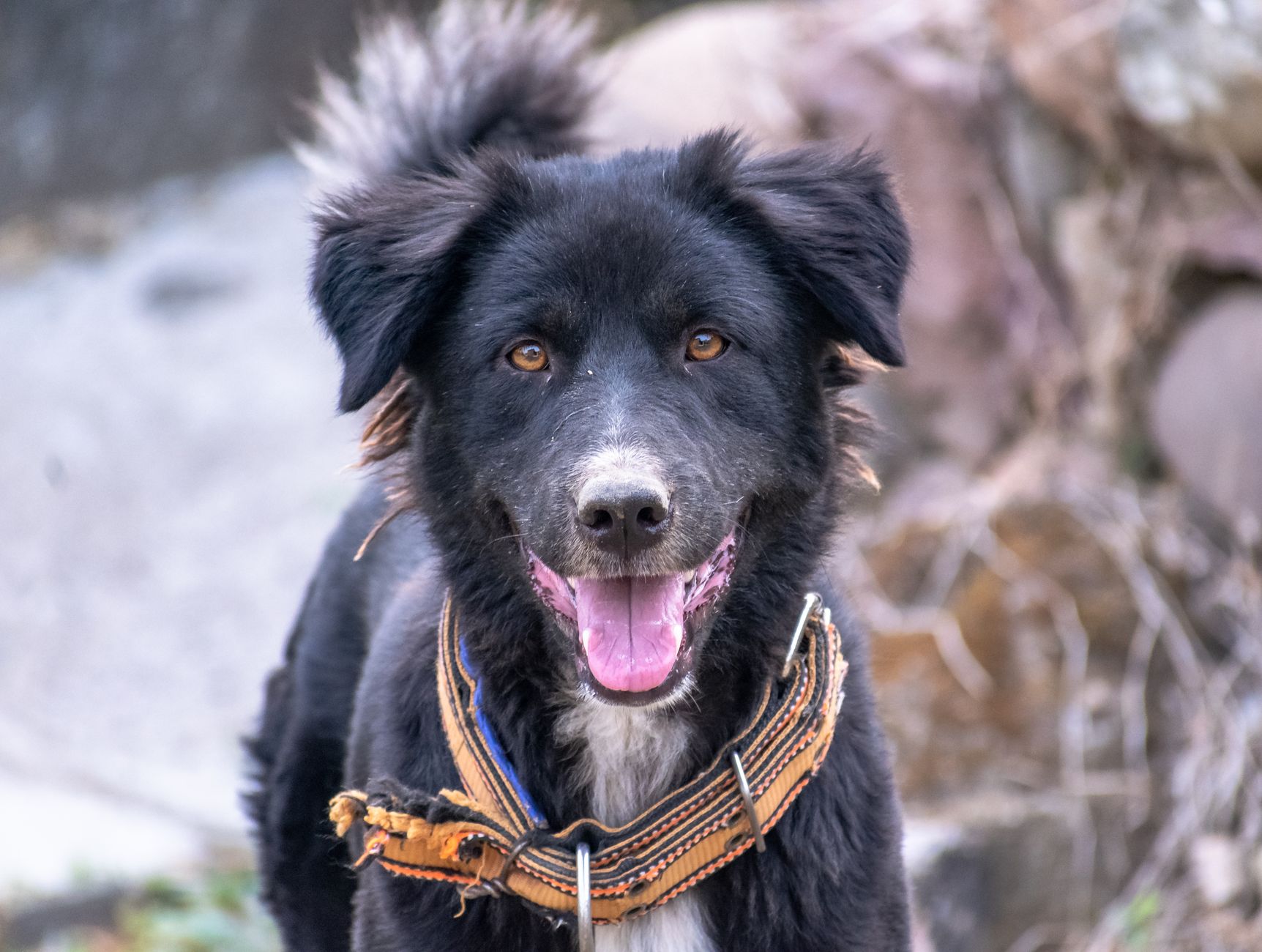 Healthcare and wellness consultation for a dog