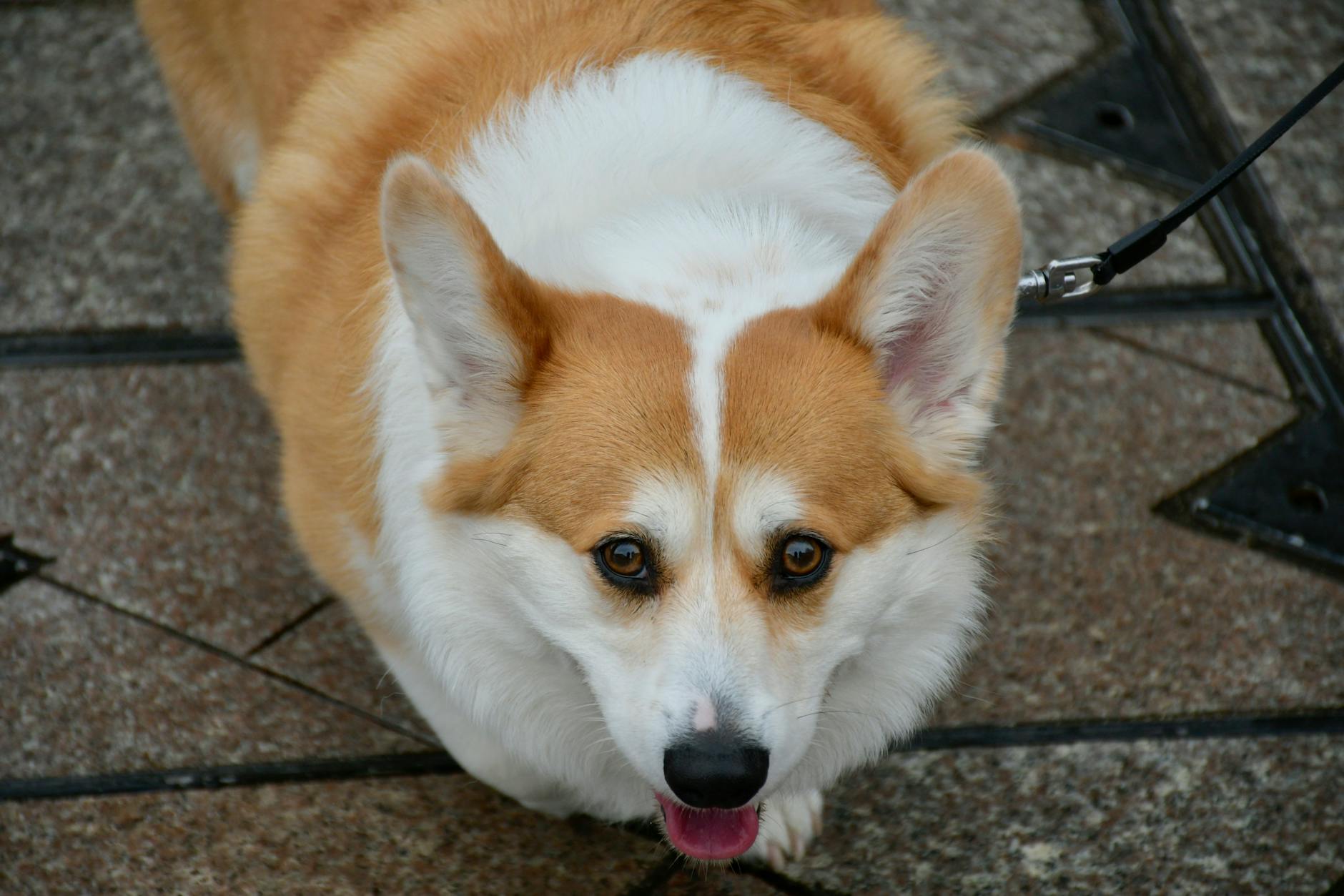 Veterinary care for a dog