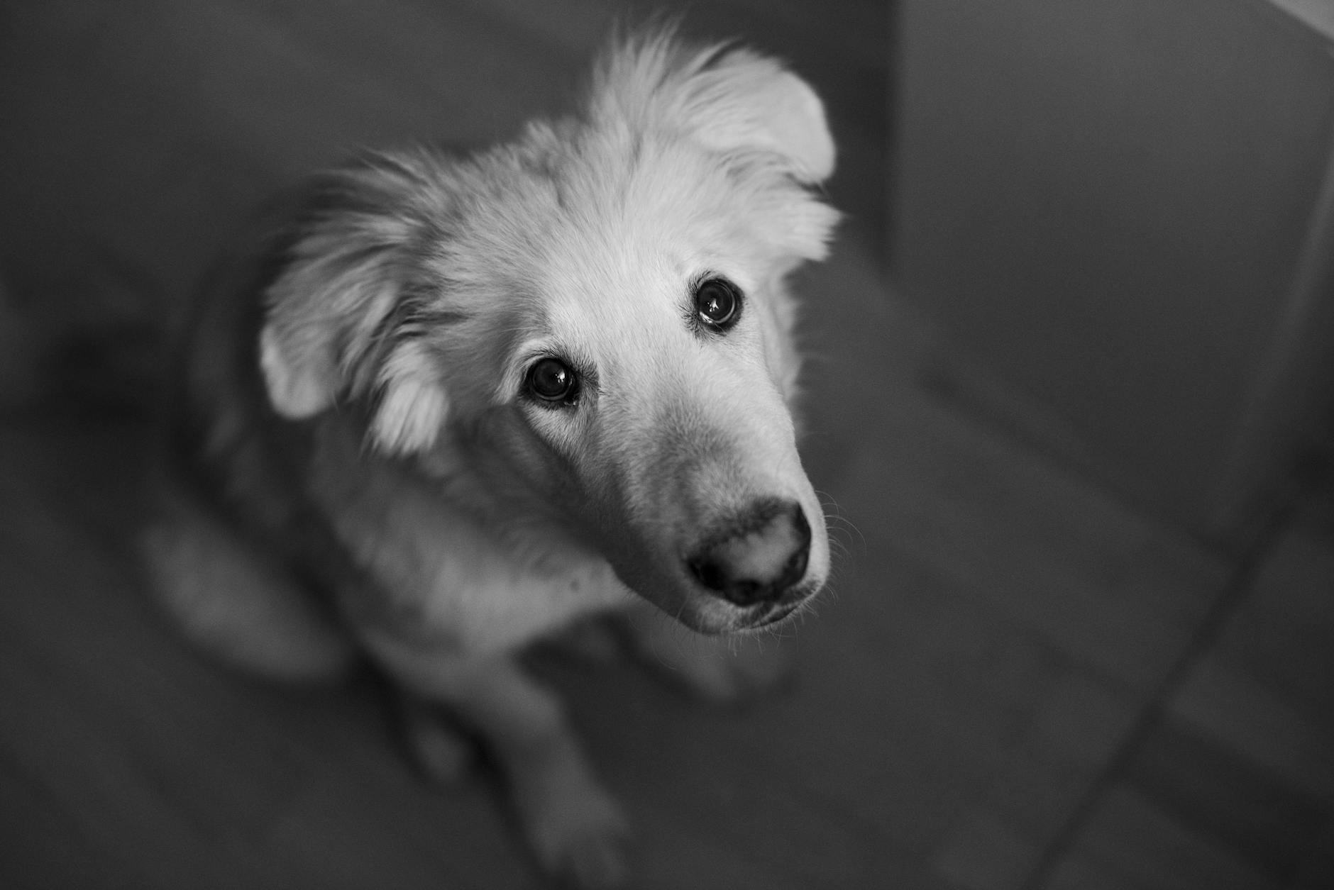 Portrait of a dog at a veterinary clinic