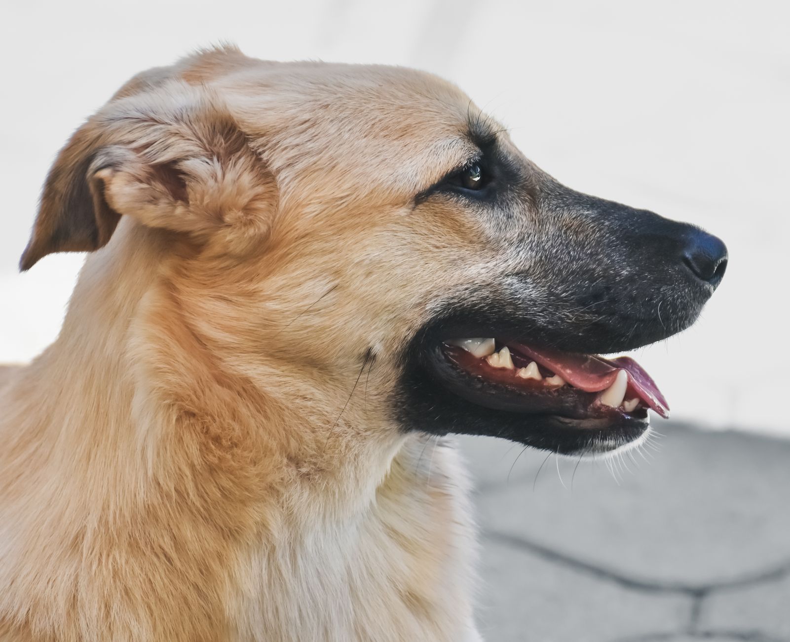 A dog undergoing diagnostic blood testing at a veterinary clinic