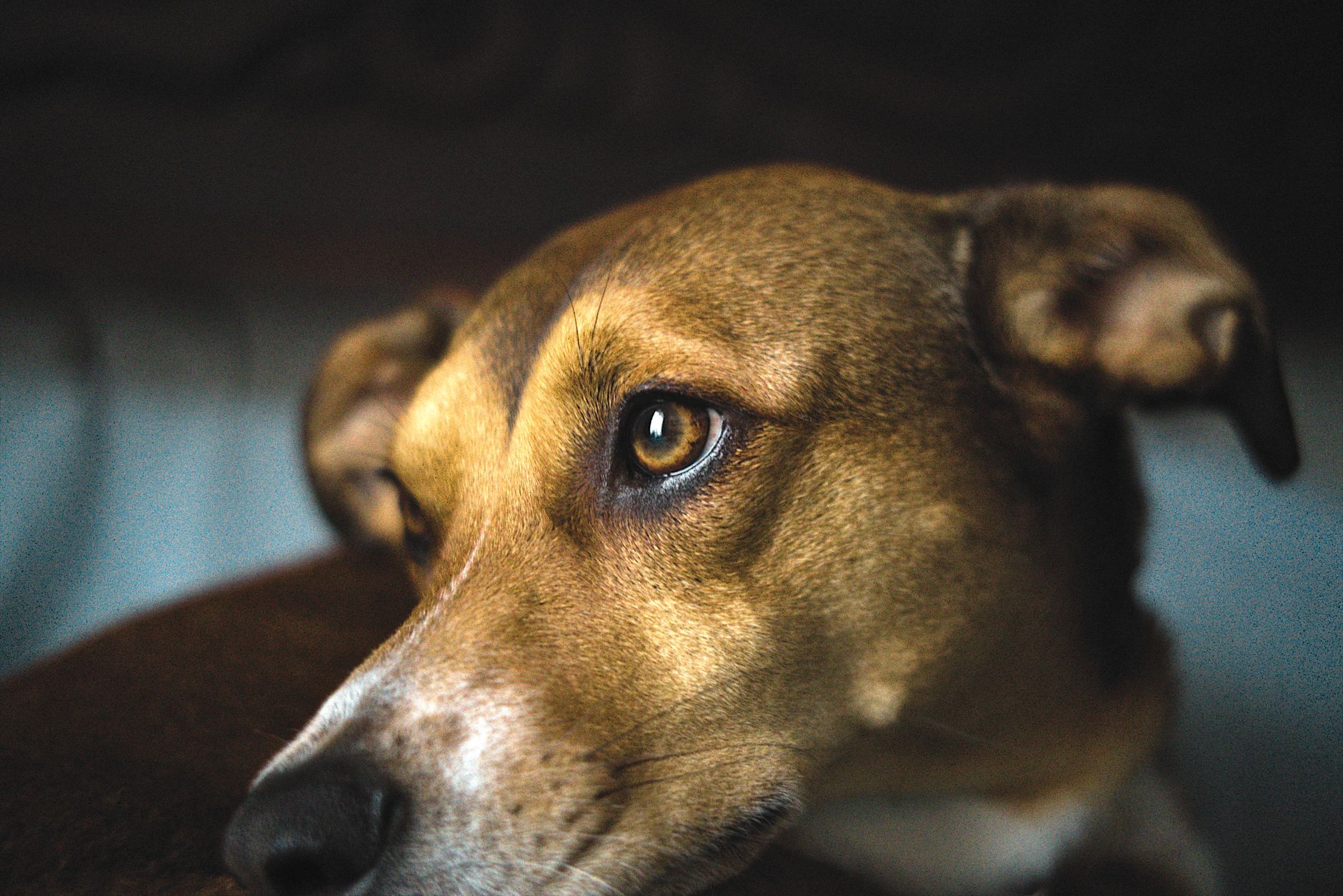 Healthcare and wellness consultation for a dog