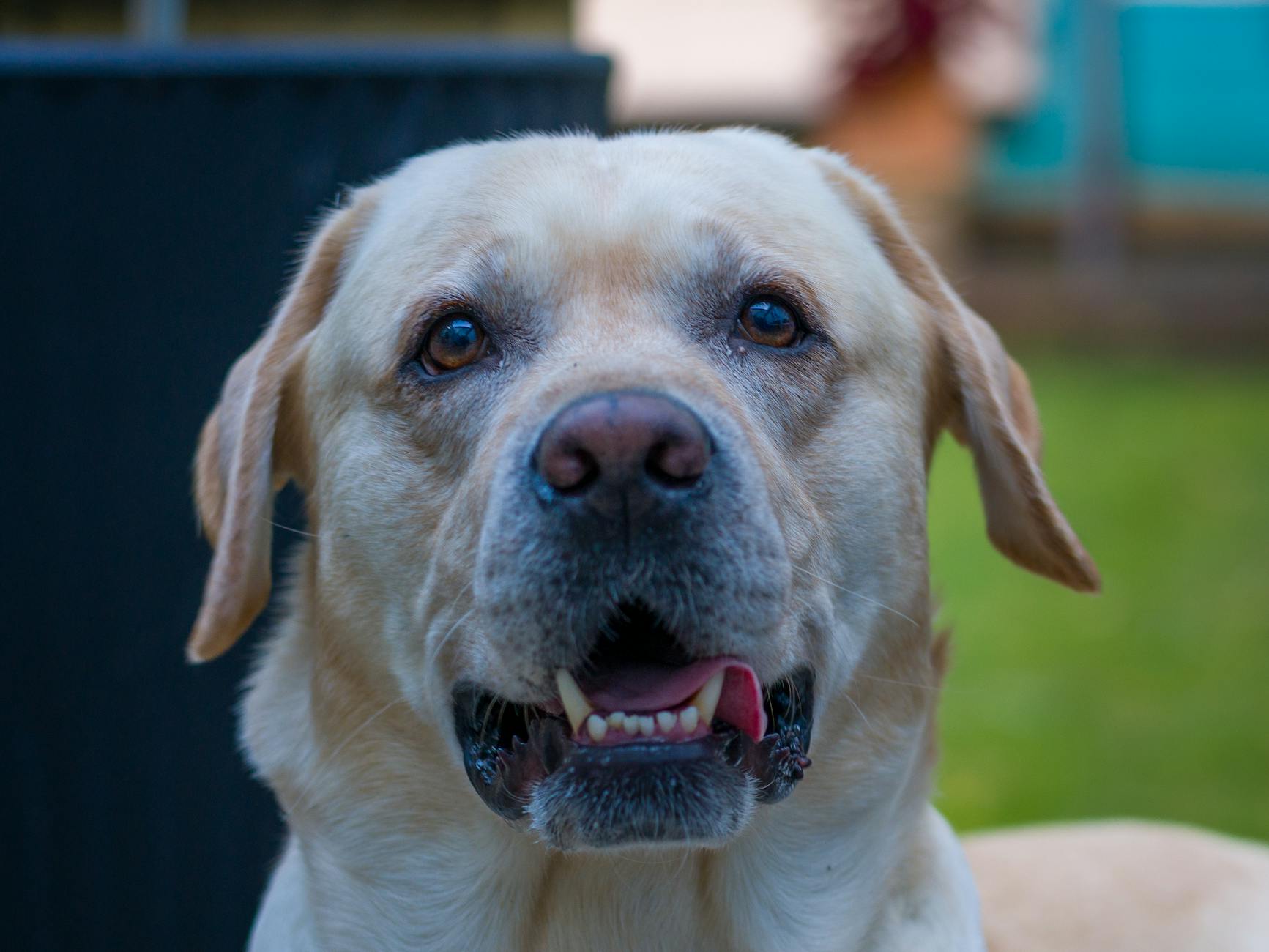 Veterinary care for a dog