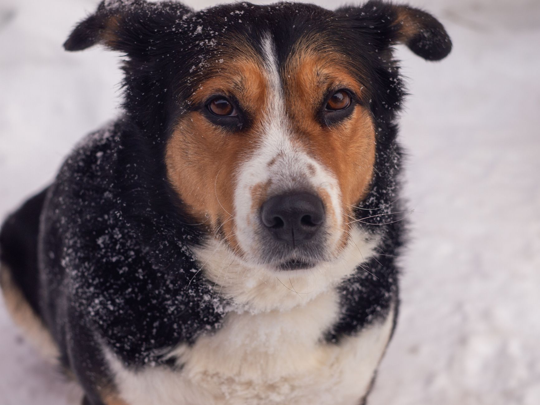 Portrait of a dog at a veterinary clinic