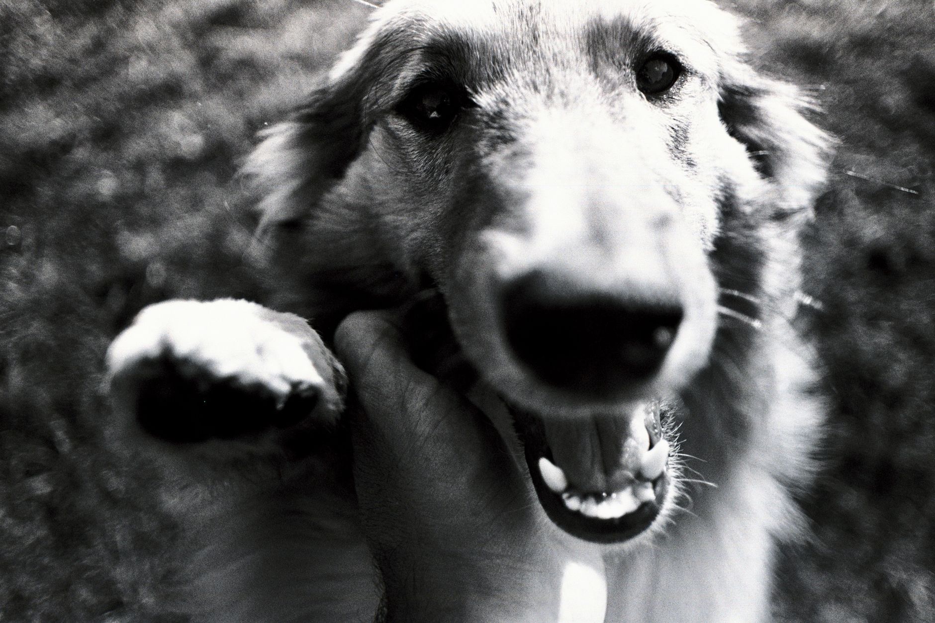 A dog undergoing diagnostic blood testing at a veterinary clinic