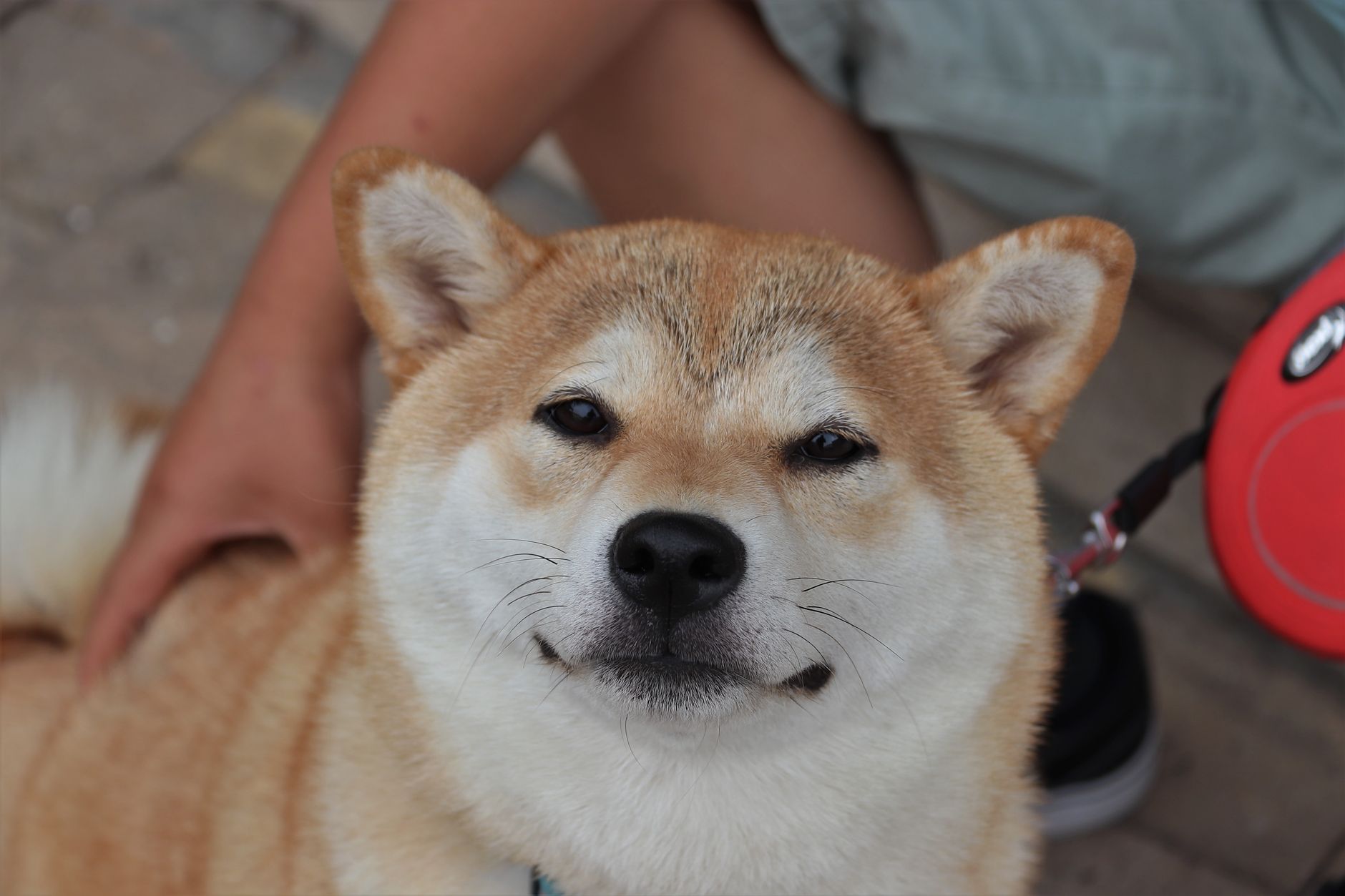 Healthcare and wellness consultation for a dog
