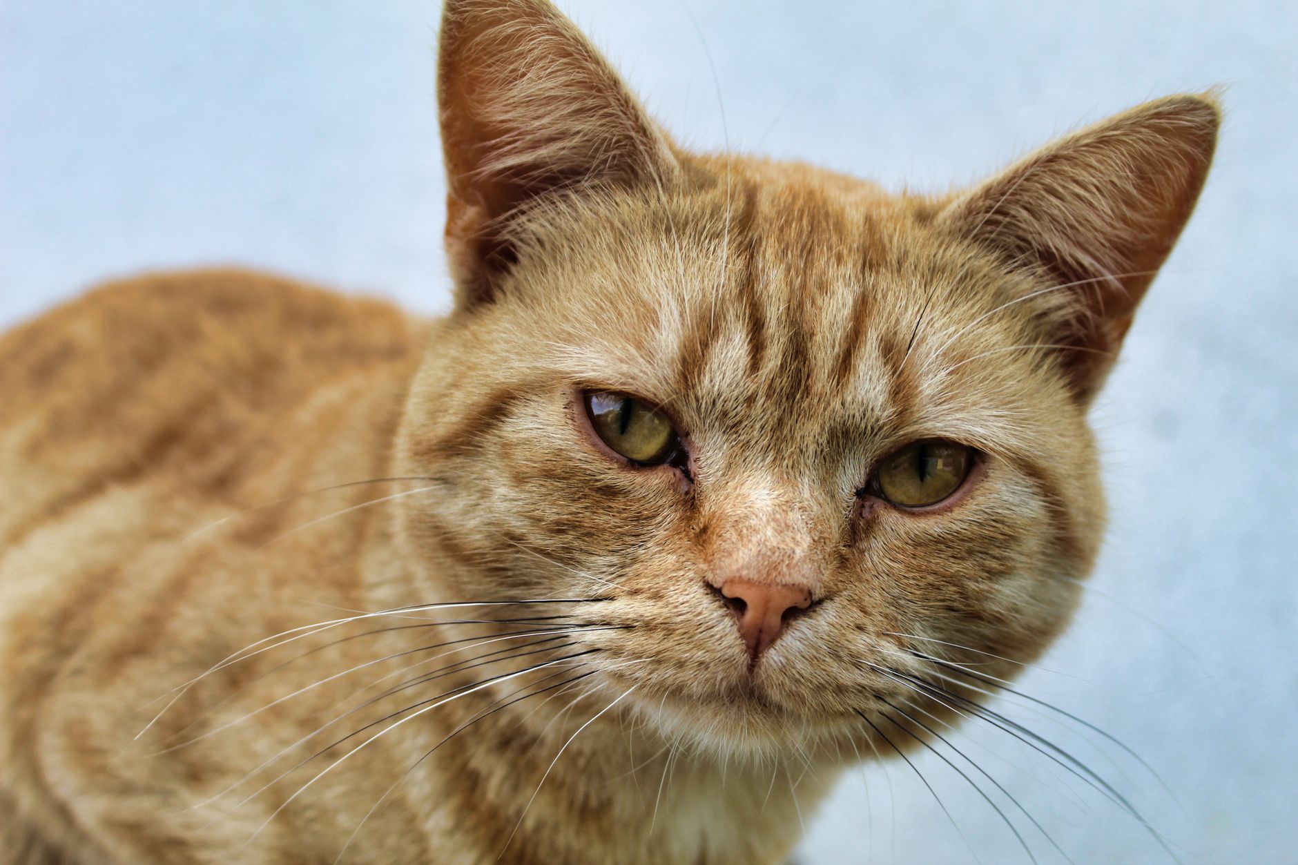 Veterinary care for a cat