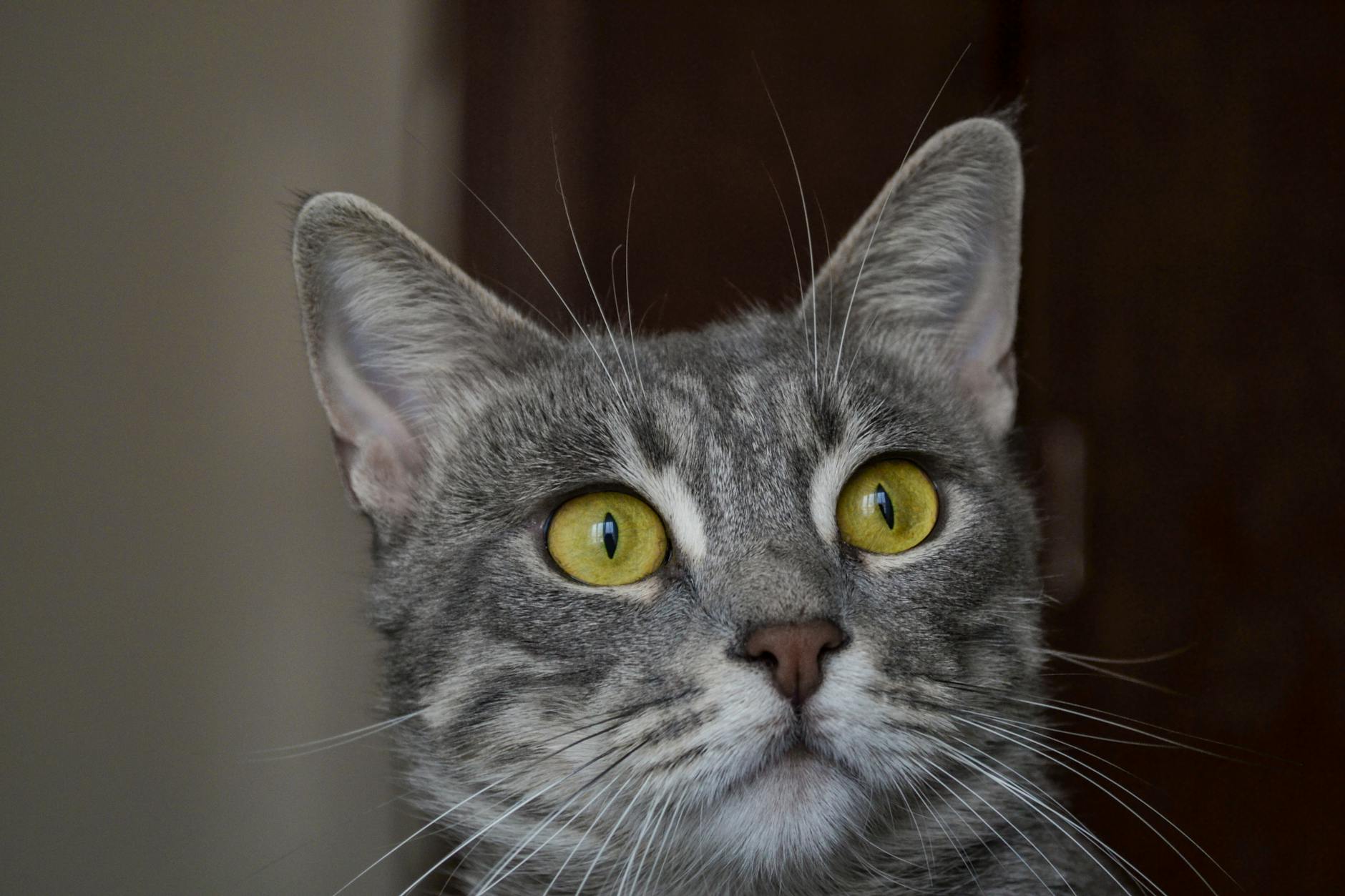 Veterinarian examining a cat during a checkup