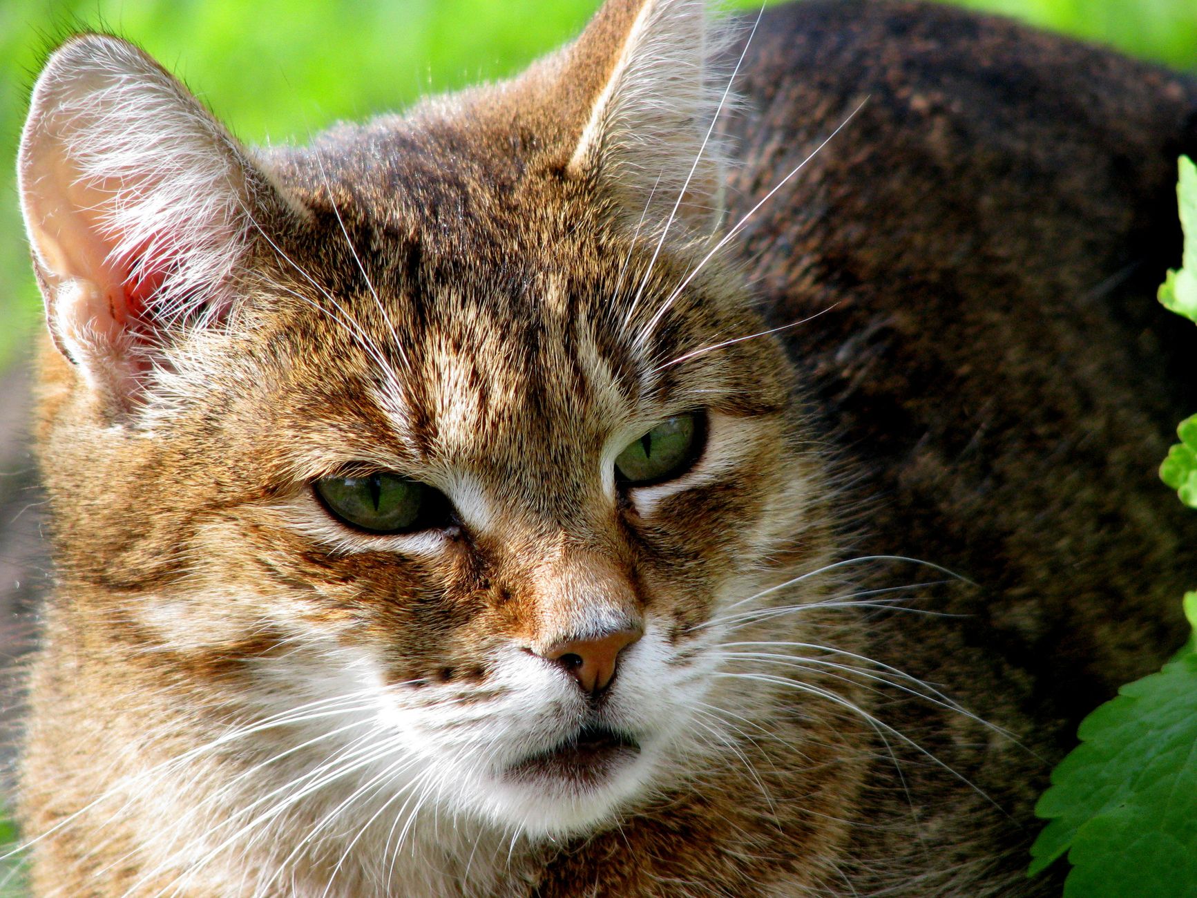 Portrait of a cat at a veterinary clinic
