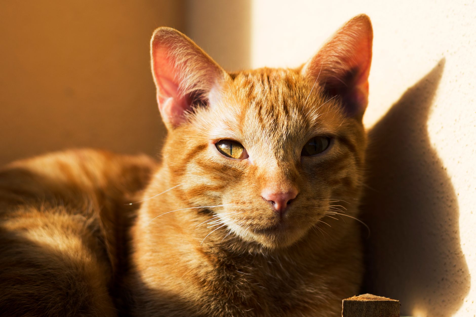 A cat undergoing diagnostic blood testing at a veterinary clinic