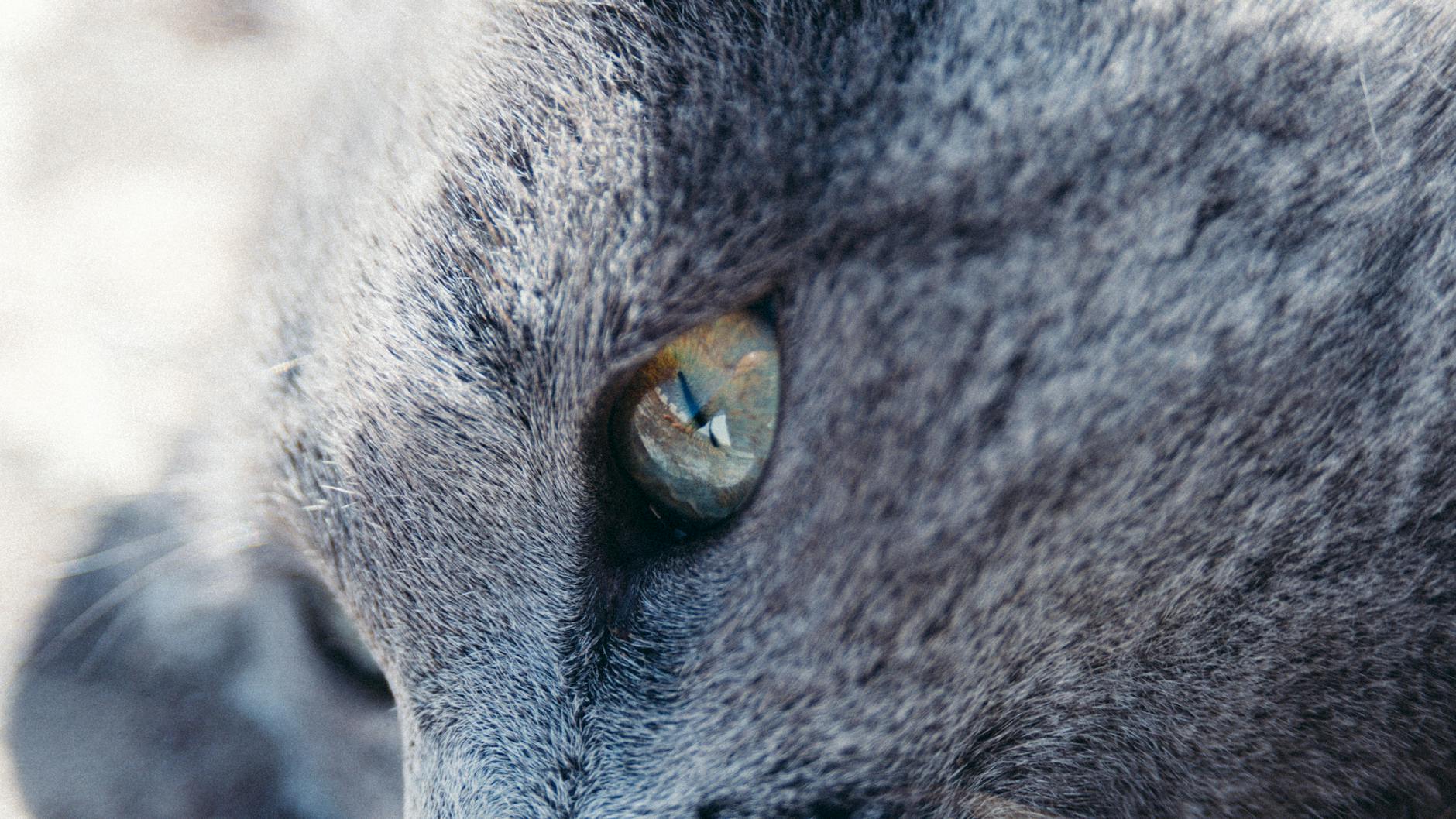 Healthcare and wellness consultation for a cat