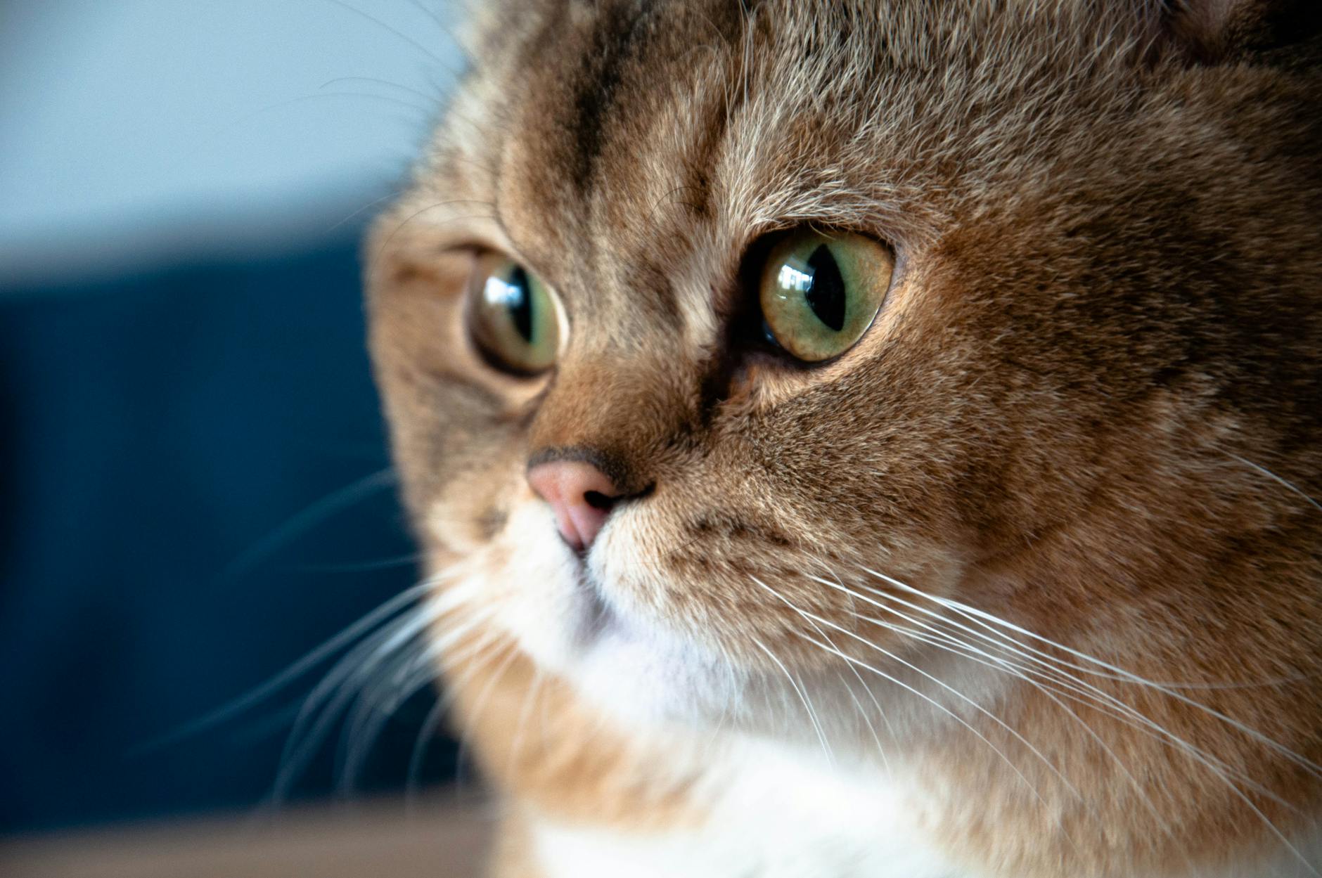 Veterinary care for a cat