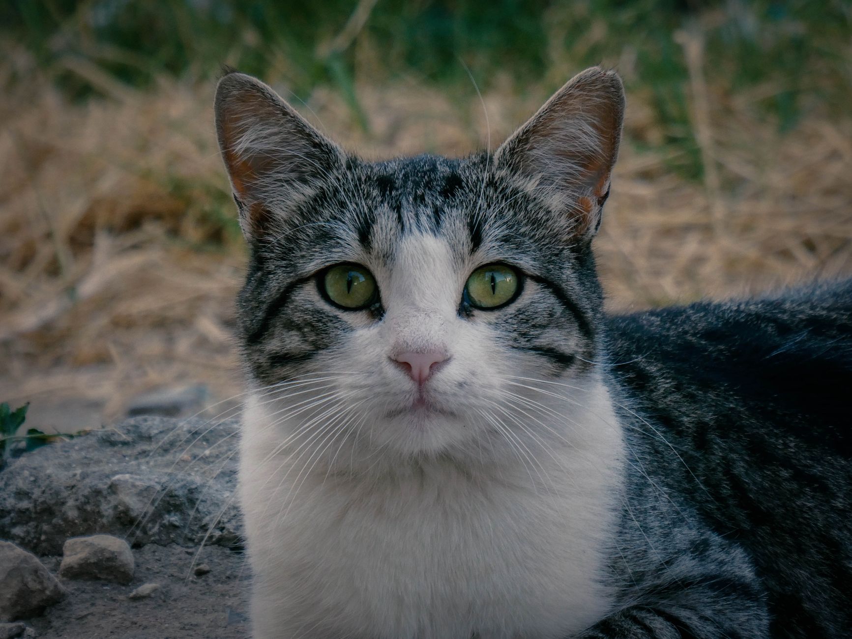 Portrait of a cat at a veterinary clinic