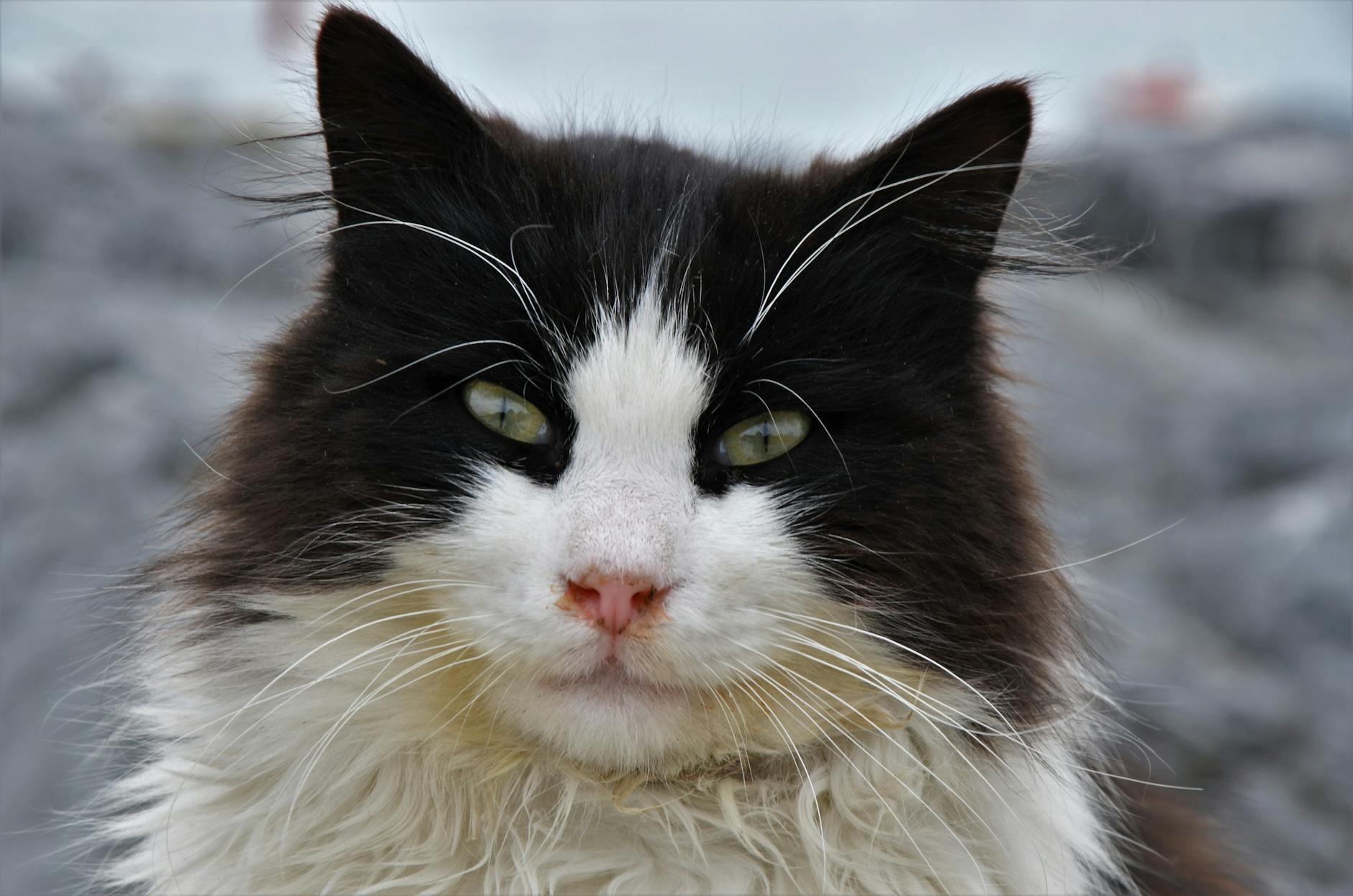 Veterinary care for a cat