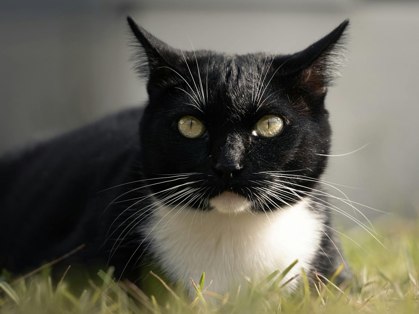 Portrait of a cat at a veterinary clinic