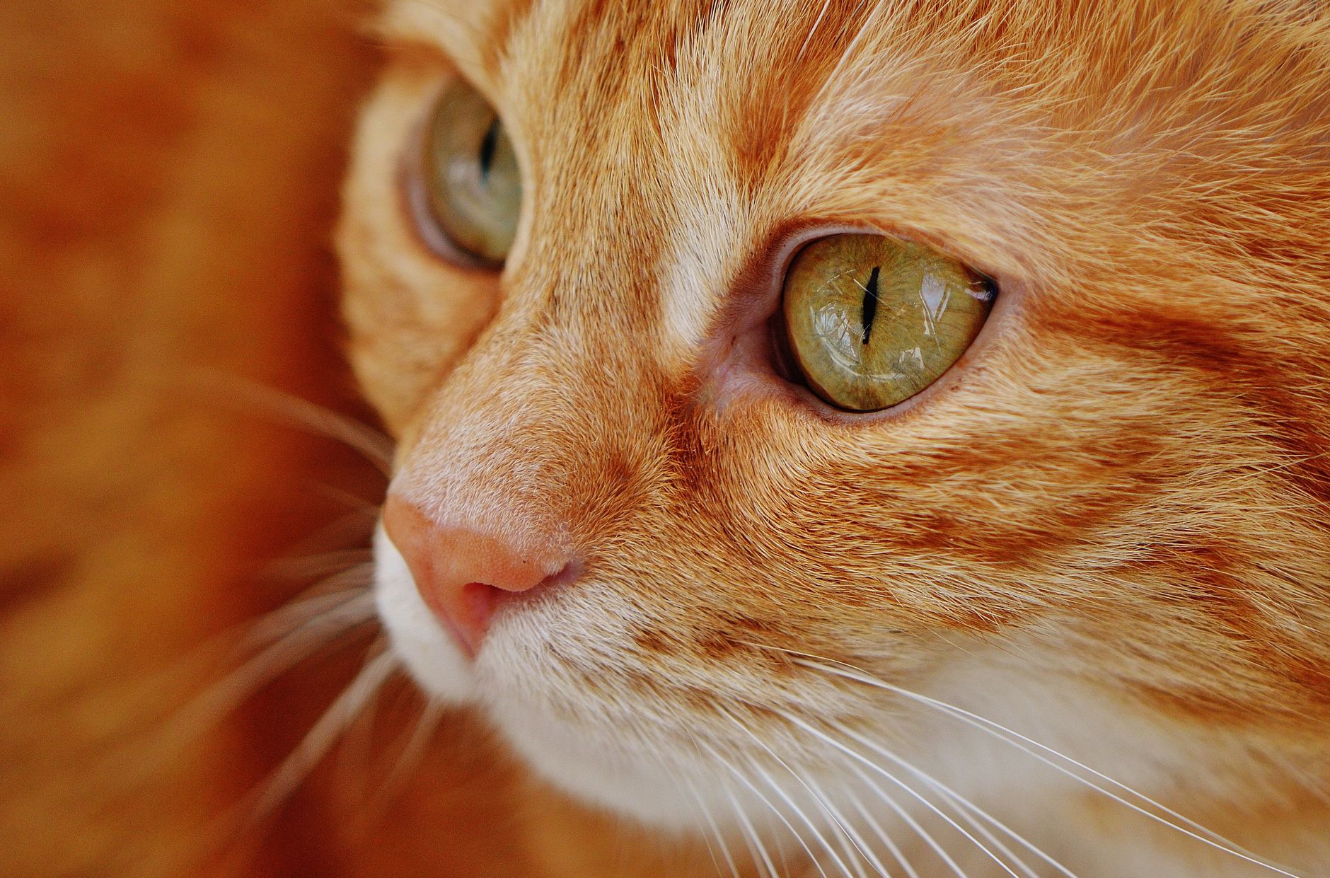 A cat undergoing diagnostic blood testing at a veterinary clinic