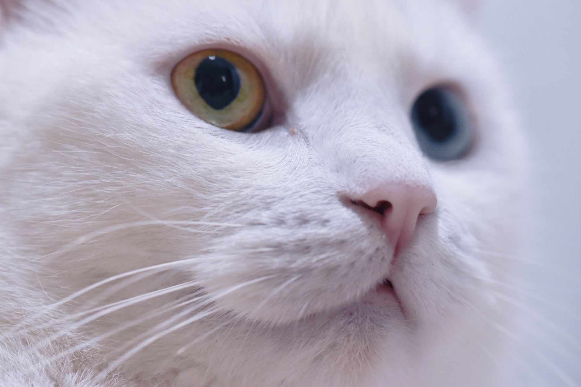 Healthcare and wellness consultation for a cat