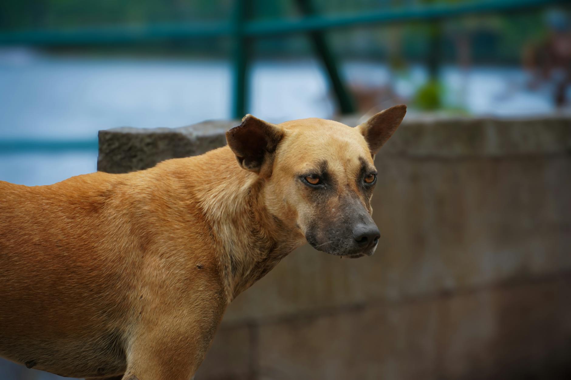 Veterinary care for a dog
