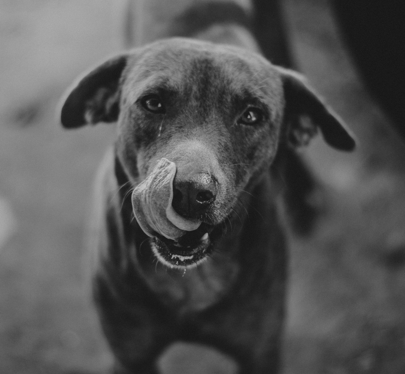 Veterinarian examining a dog during a checkup