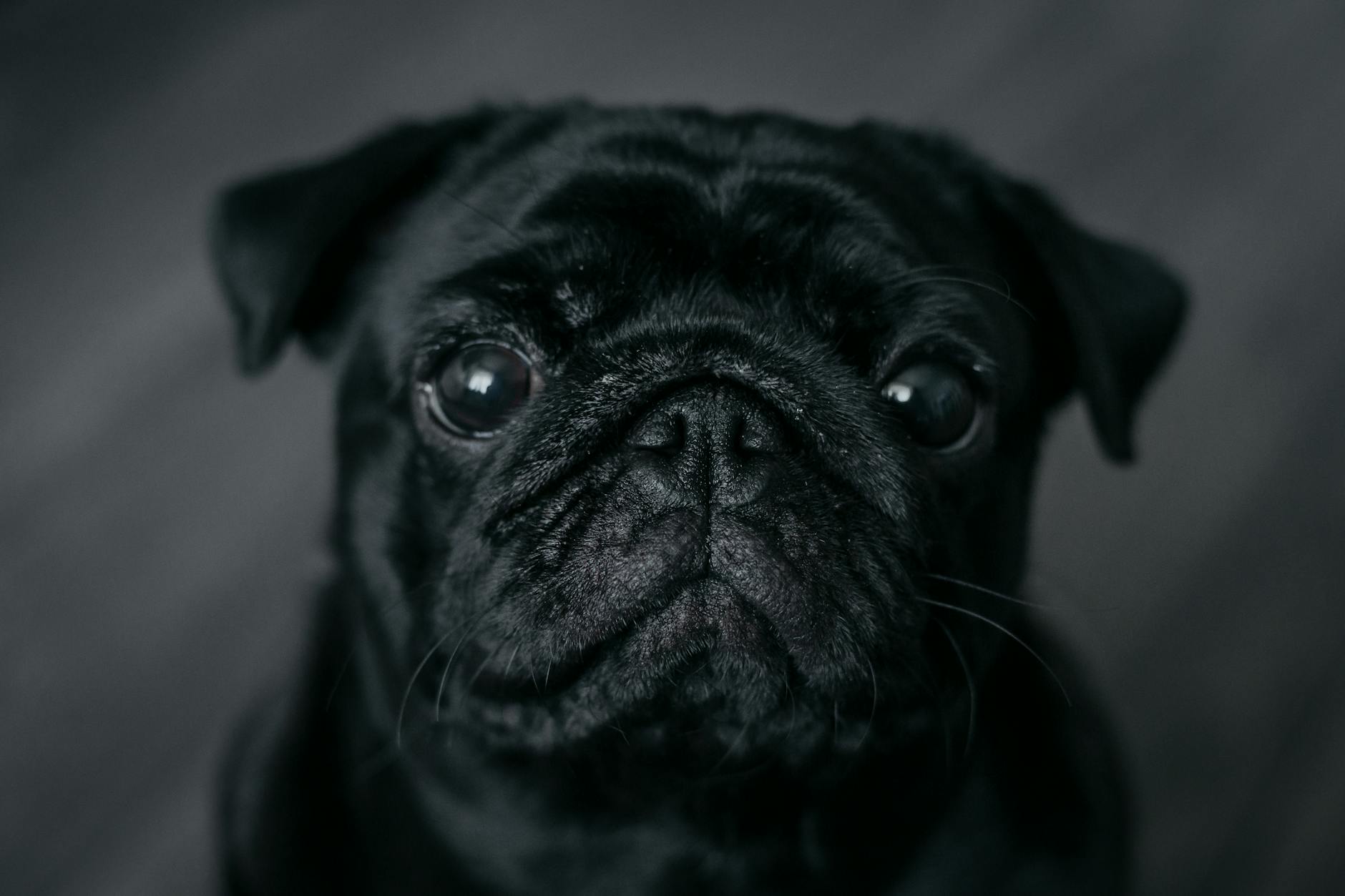 Portrait of a dog at a veterinary clinic