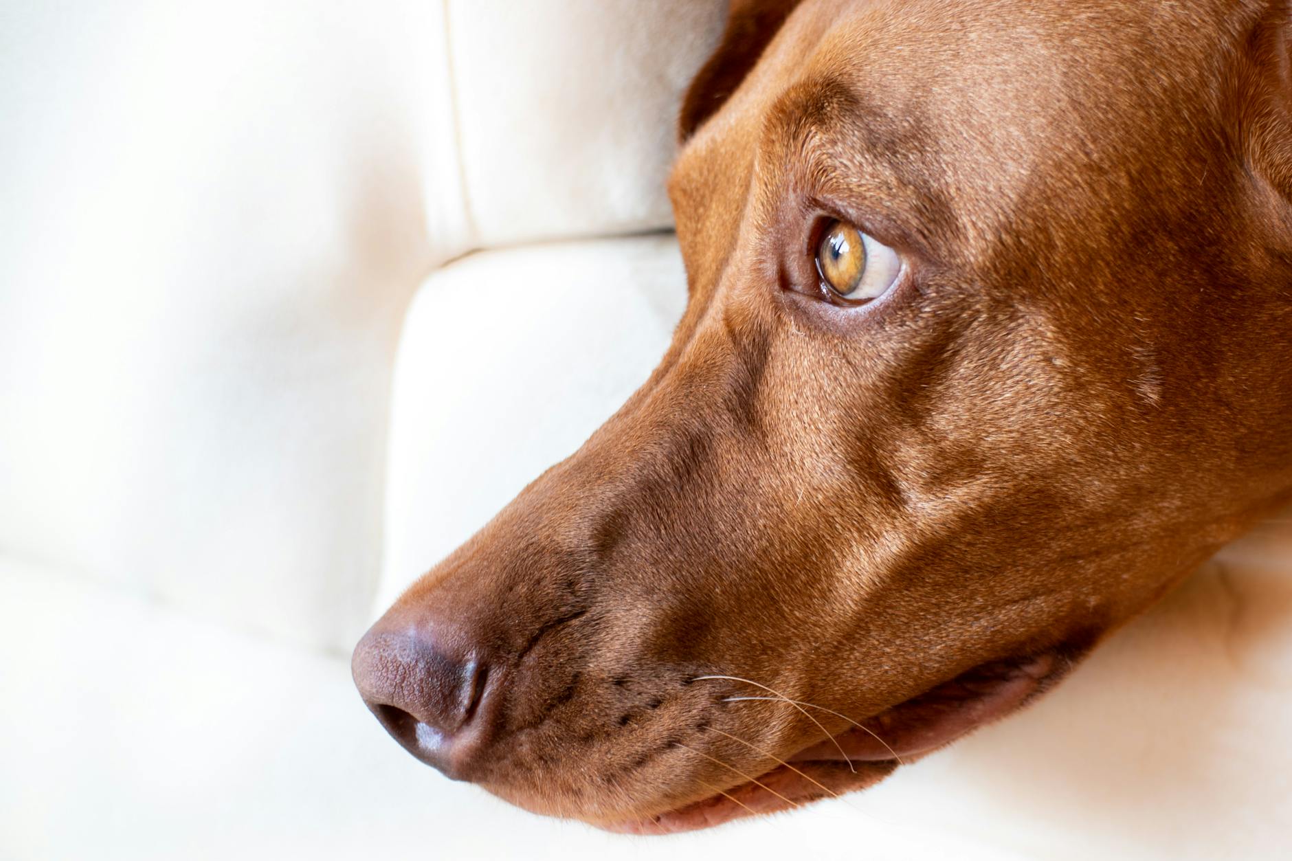 A dog undergoing diagnostic blood testing at a veterinary clinic
