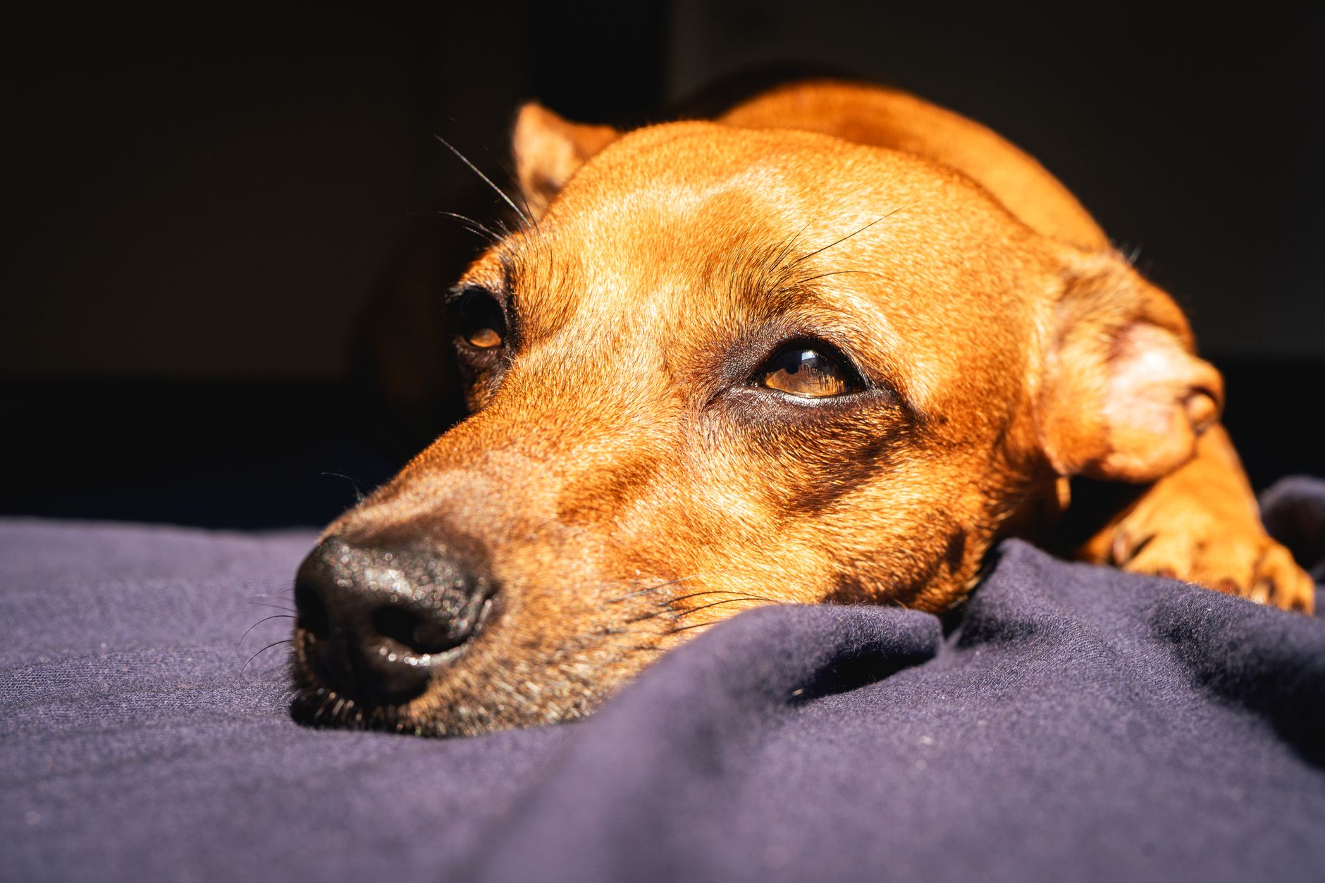 Healthcare and wellness consultation for a dog