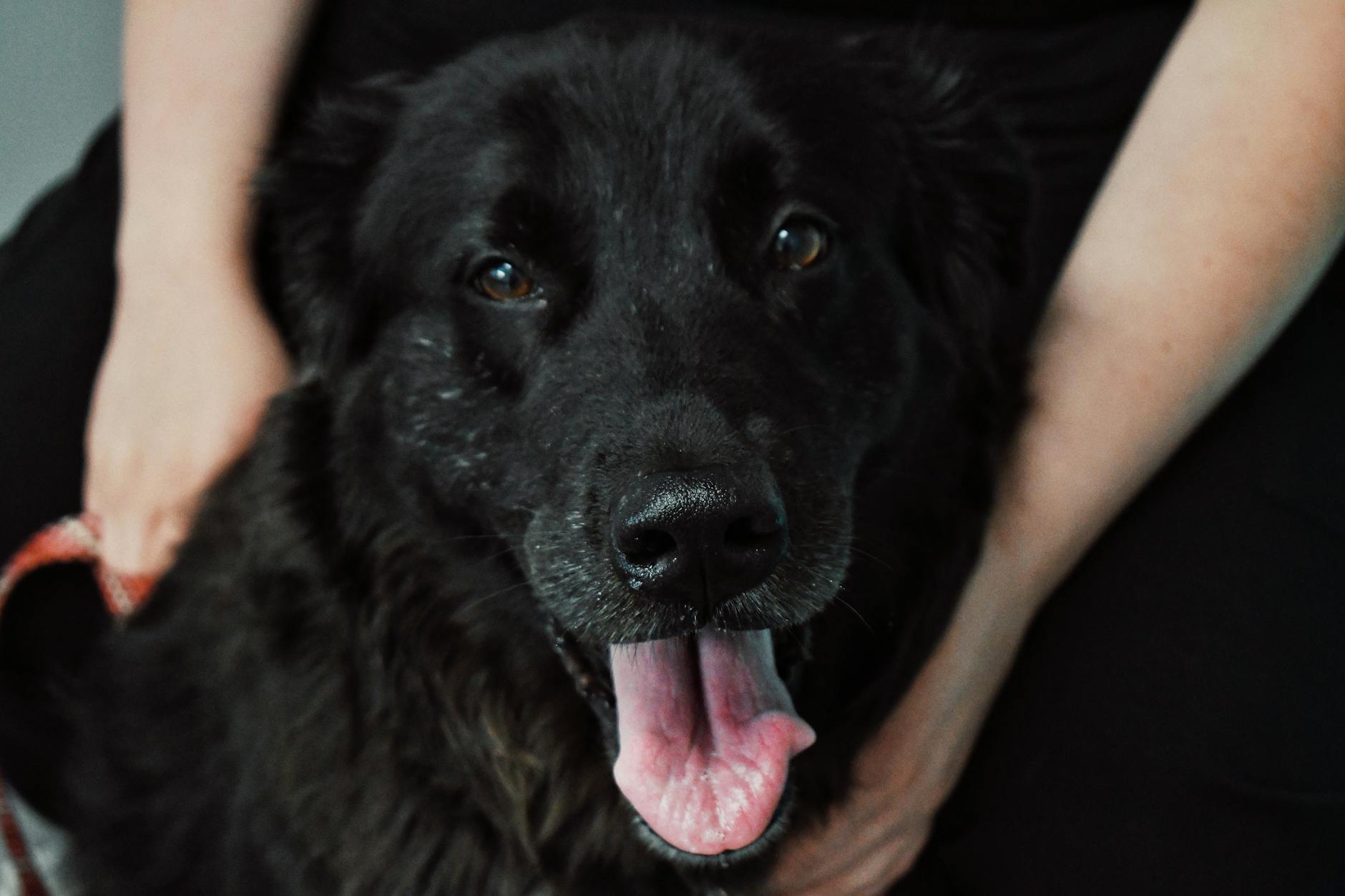 Veterinarian examining a pet during a checkup