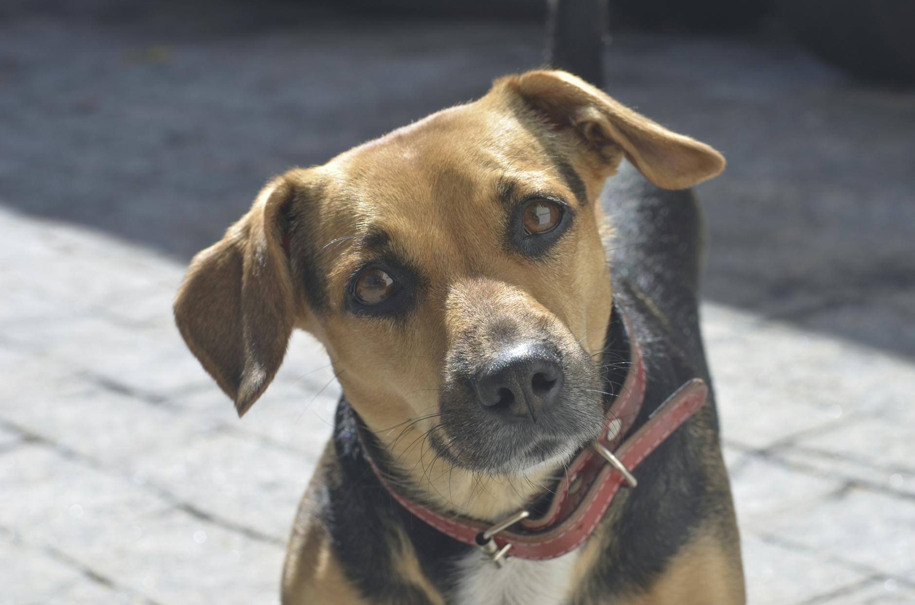 Portrait of a pet at a veterinary clinic
