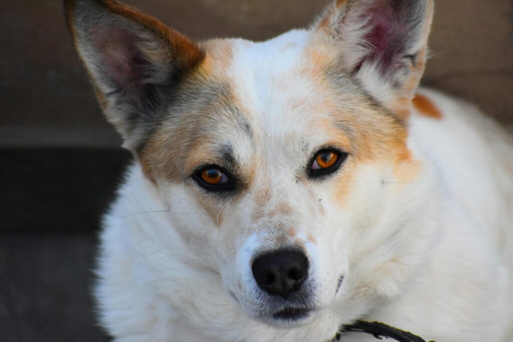dog veterinary