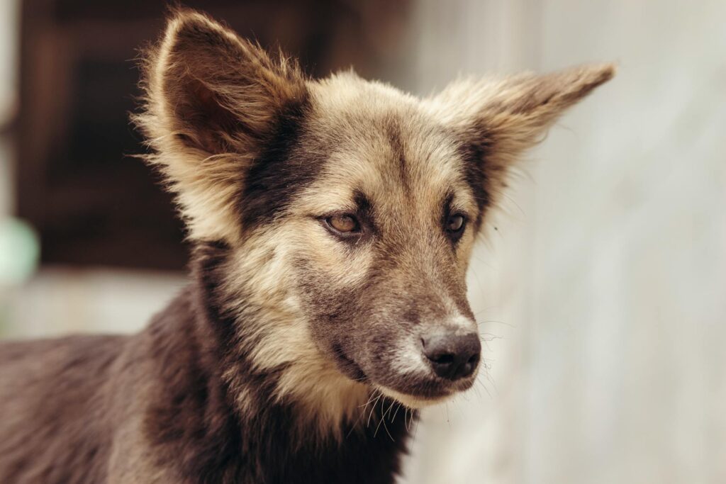 dog veterinary