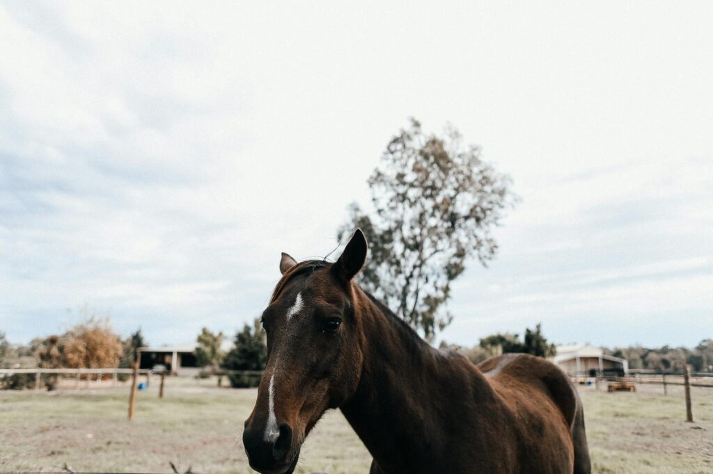 horse veterinary