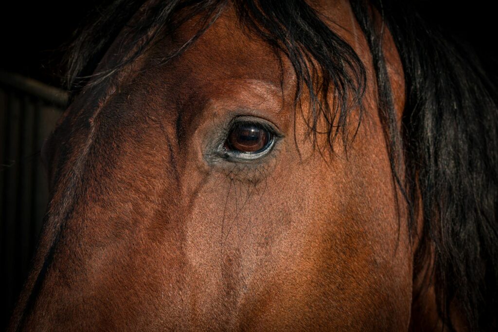 horse veterinary