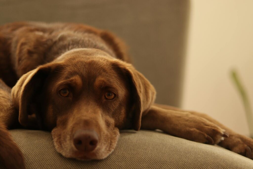 dog veterinary