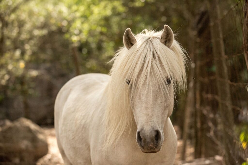 horse veterinary