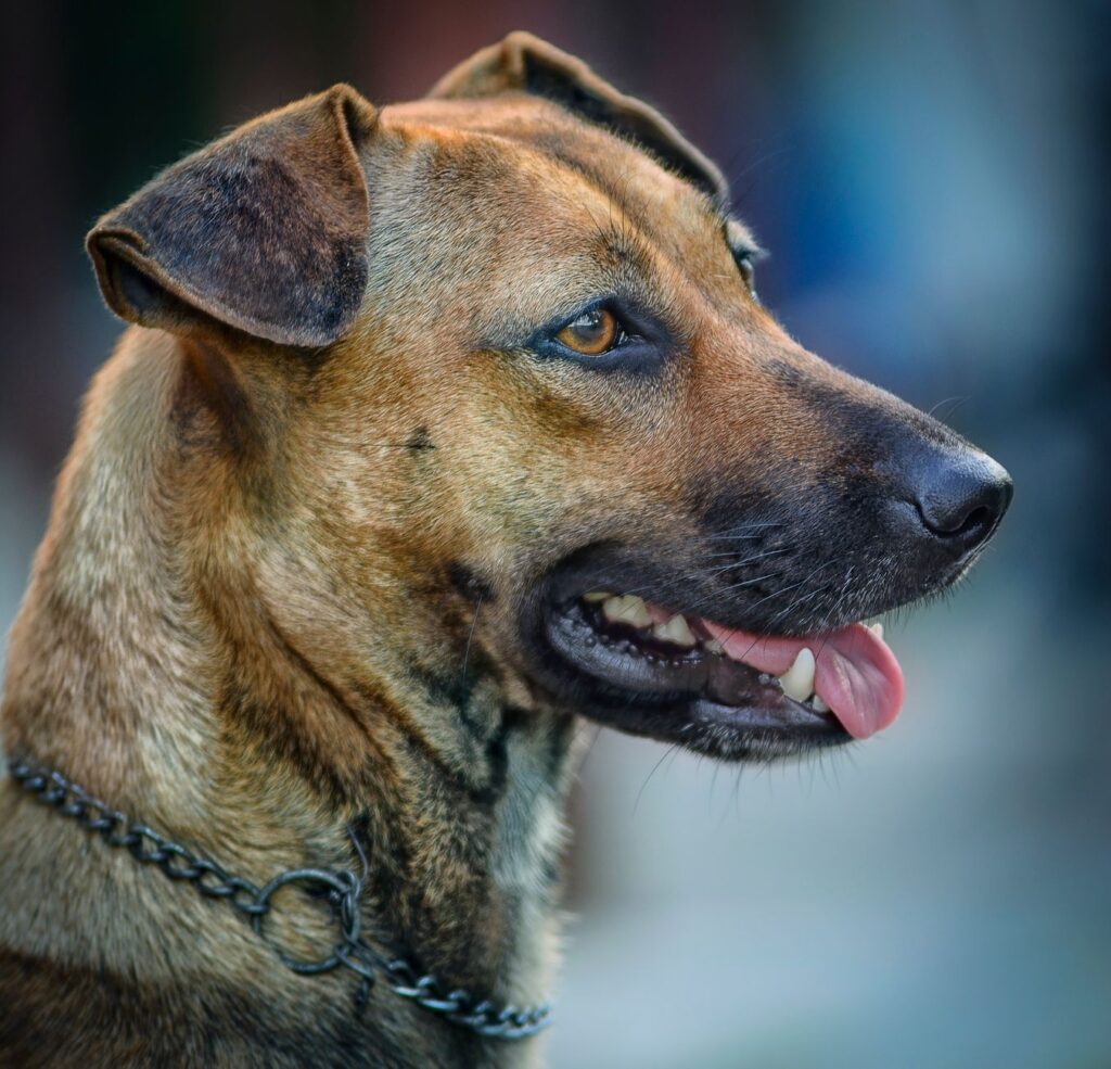 dog veterinary