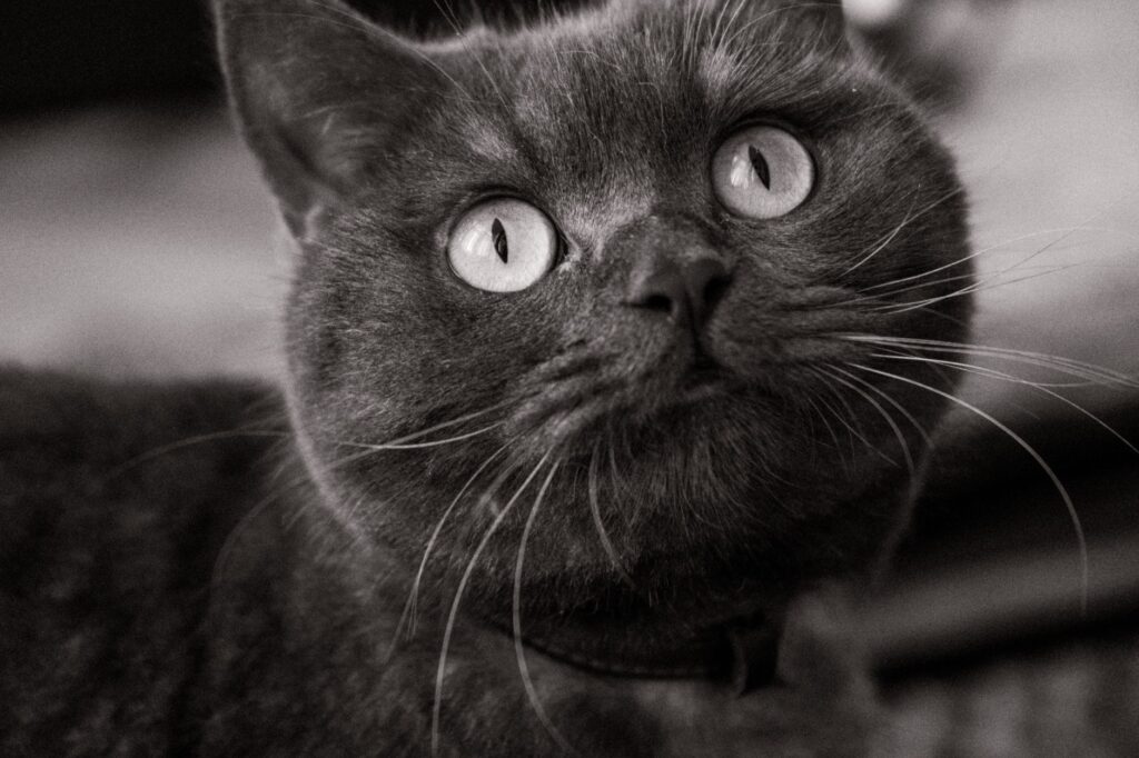 cat veterinary