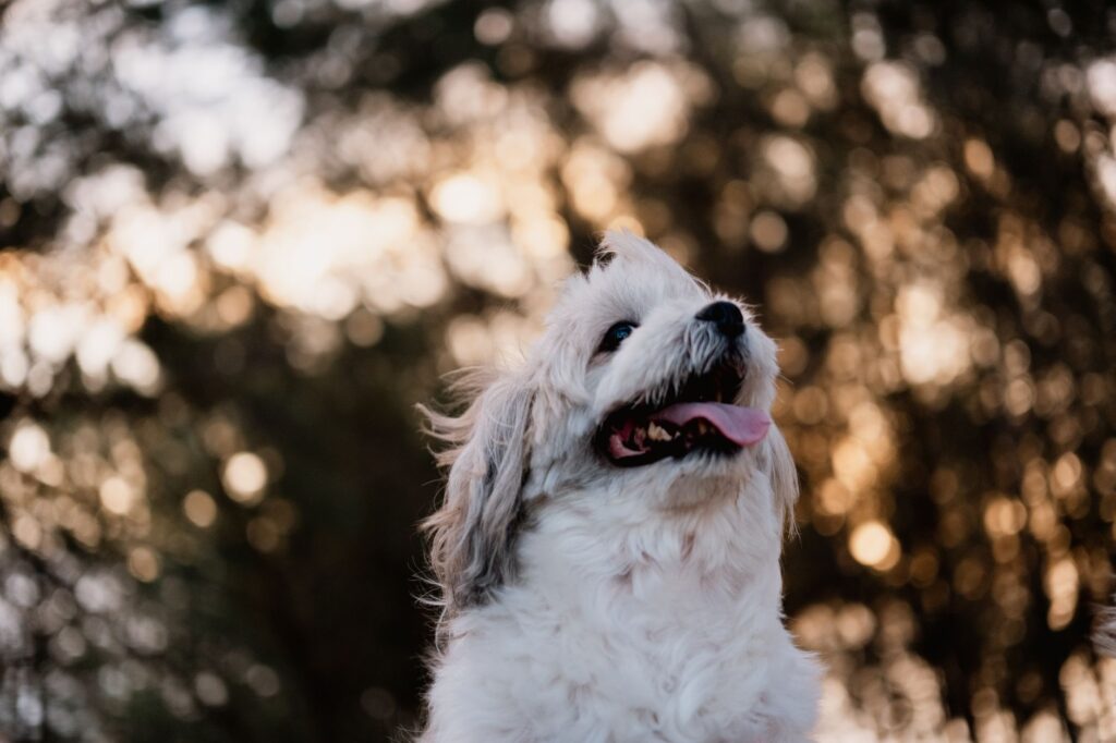 dog veterinary