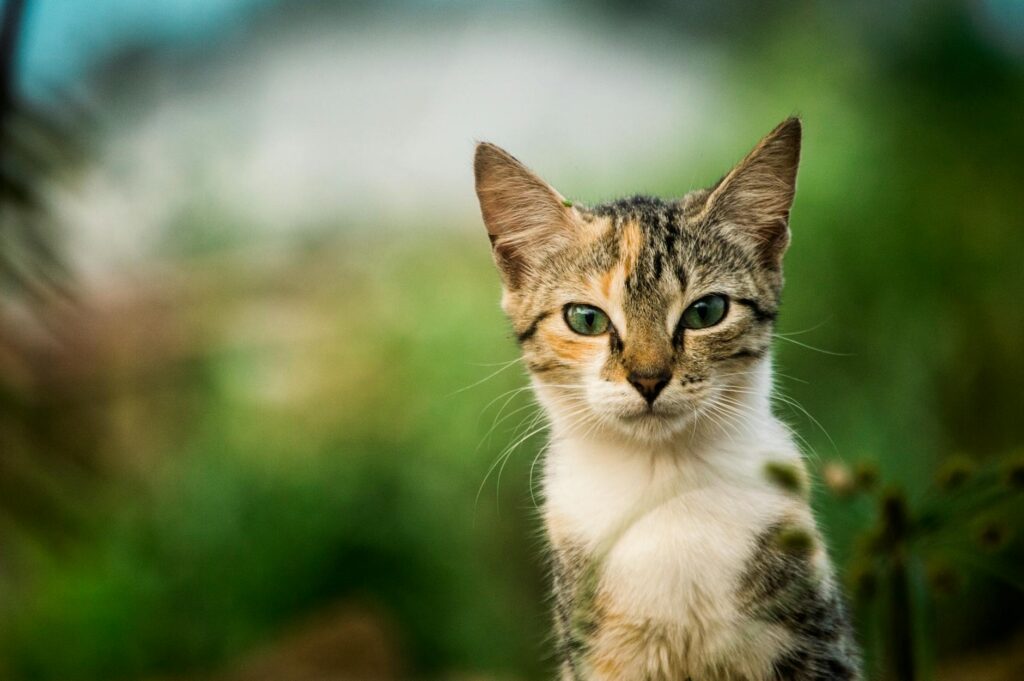 cat veterinary