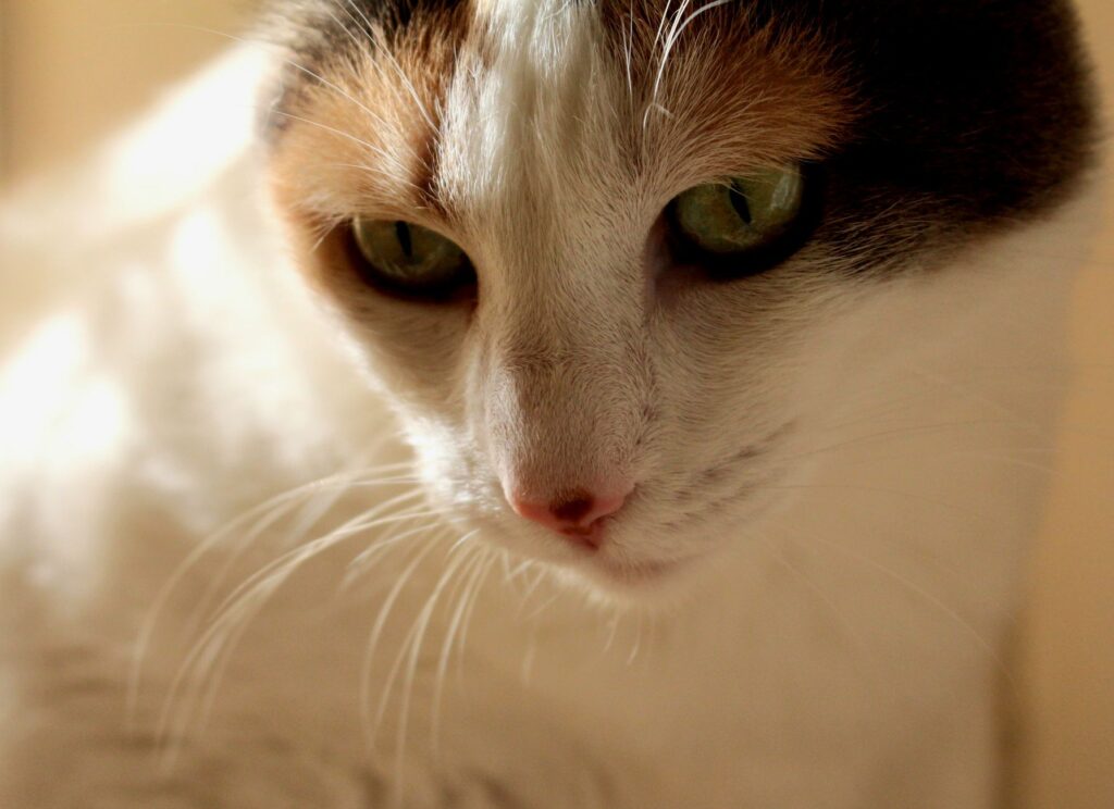 cat veterinary